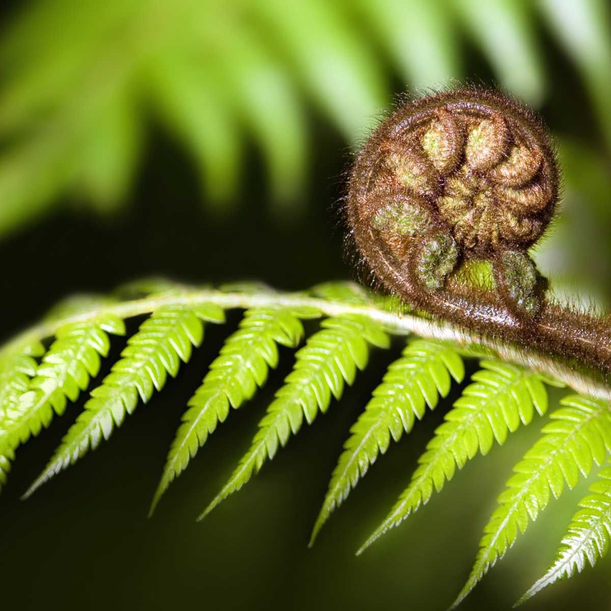 Ein eingerolltes Farnblatt im Vordergrund der restlichen Pflanze