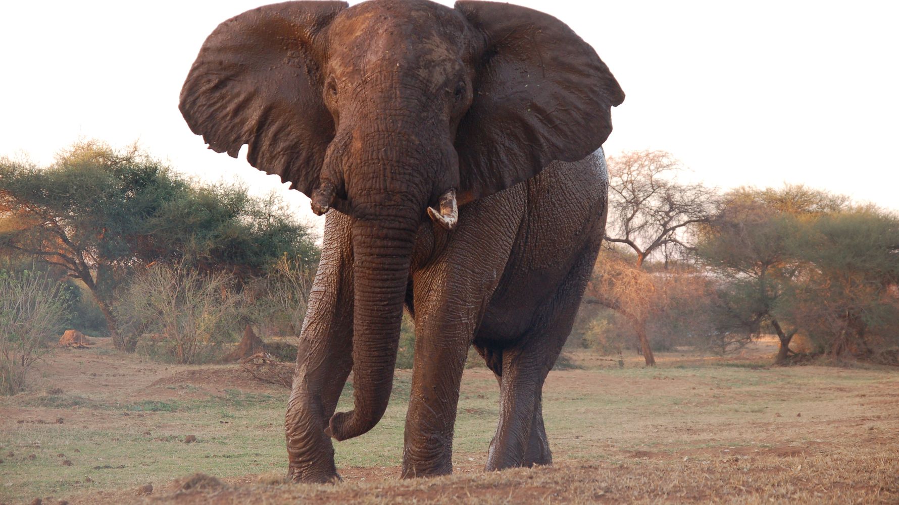 erfahrungsberichte-naturreise-afrika-private-wilderness-experience-lara-elefant-bulle-natucate