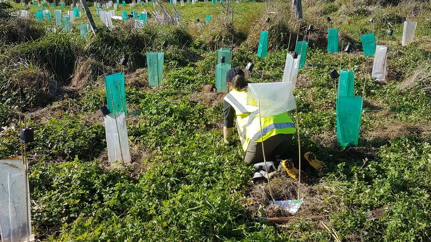 erfahrungsberichte-freiwilligenarbeit-neuseeland-naturschutz-jannik-arbeit-natucate