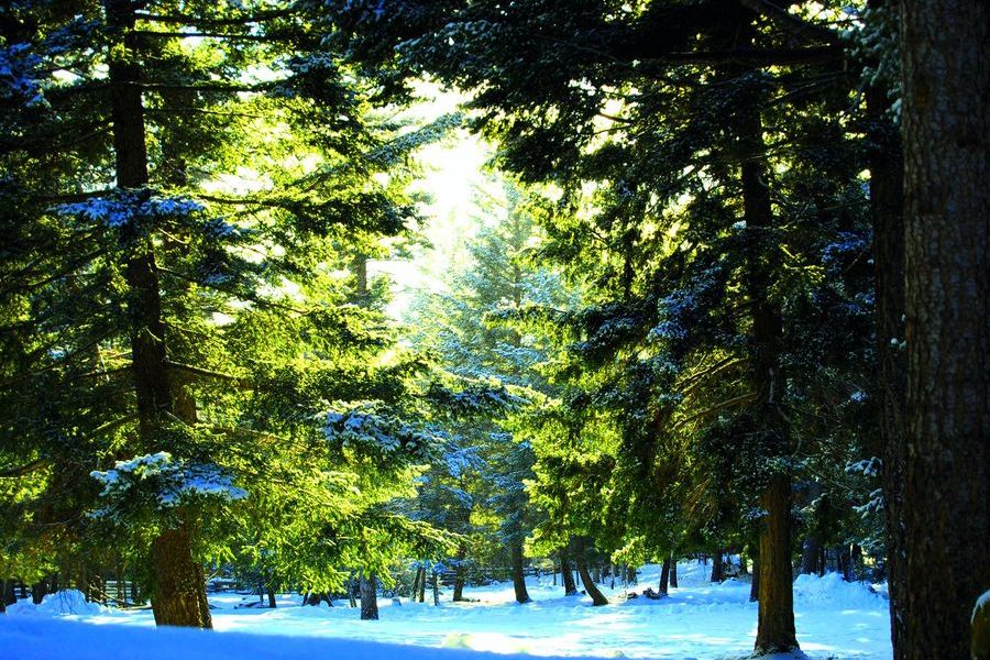 natur-und-rangerkurse-kanada-nordamerika-bushcraft-survival-extreme-schnee-natucate