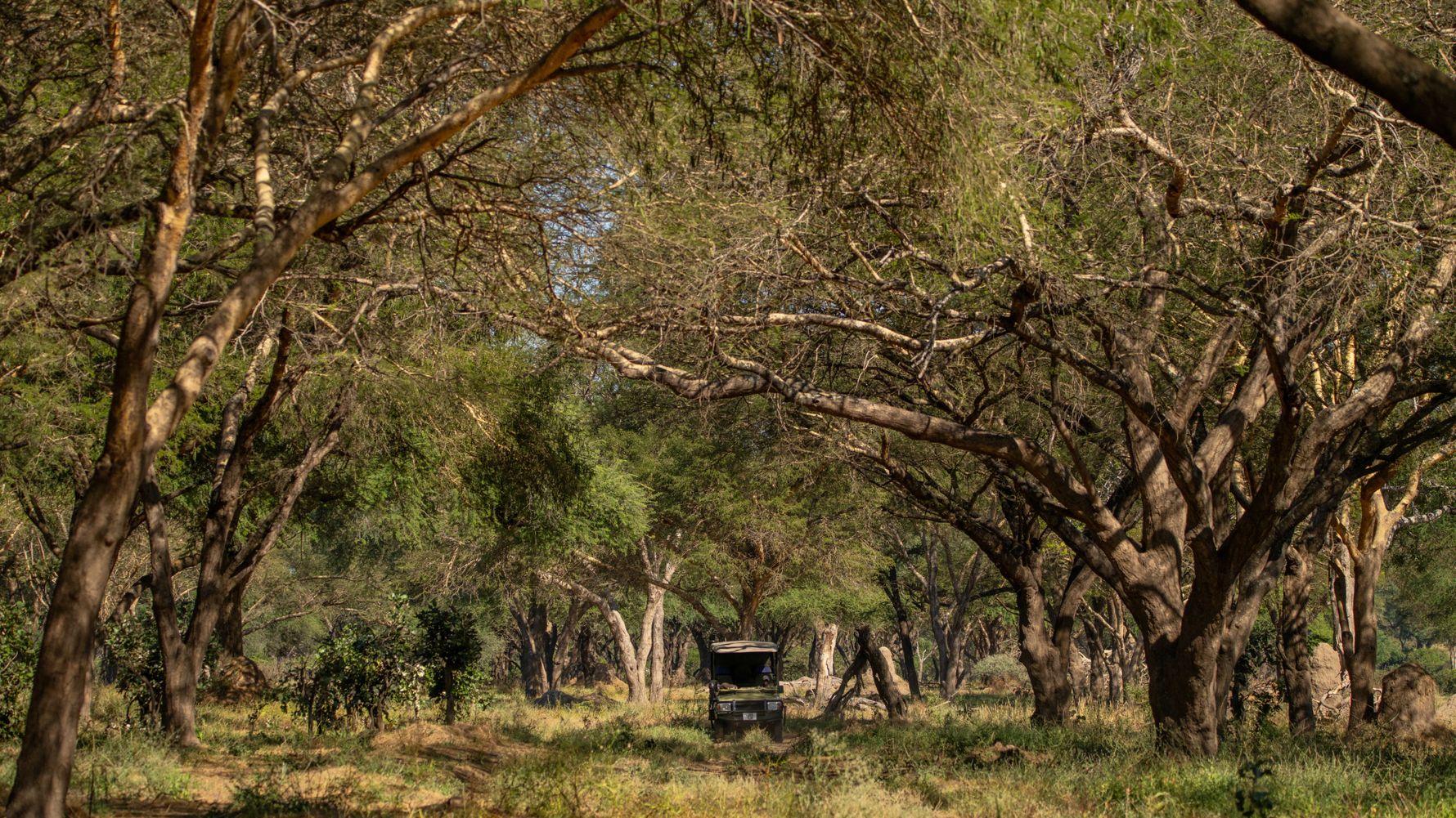 Pirschfahrt Tansania Ruaha