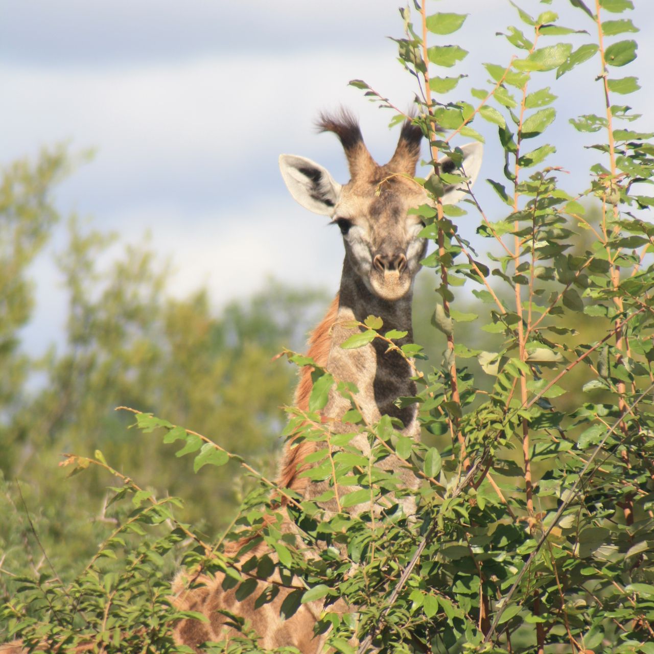 erfahrungsbericht-pfg-dominik-giraffe