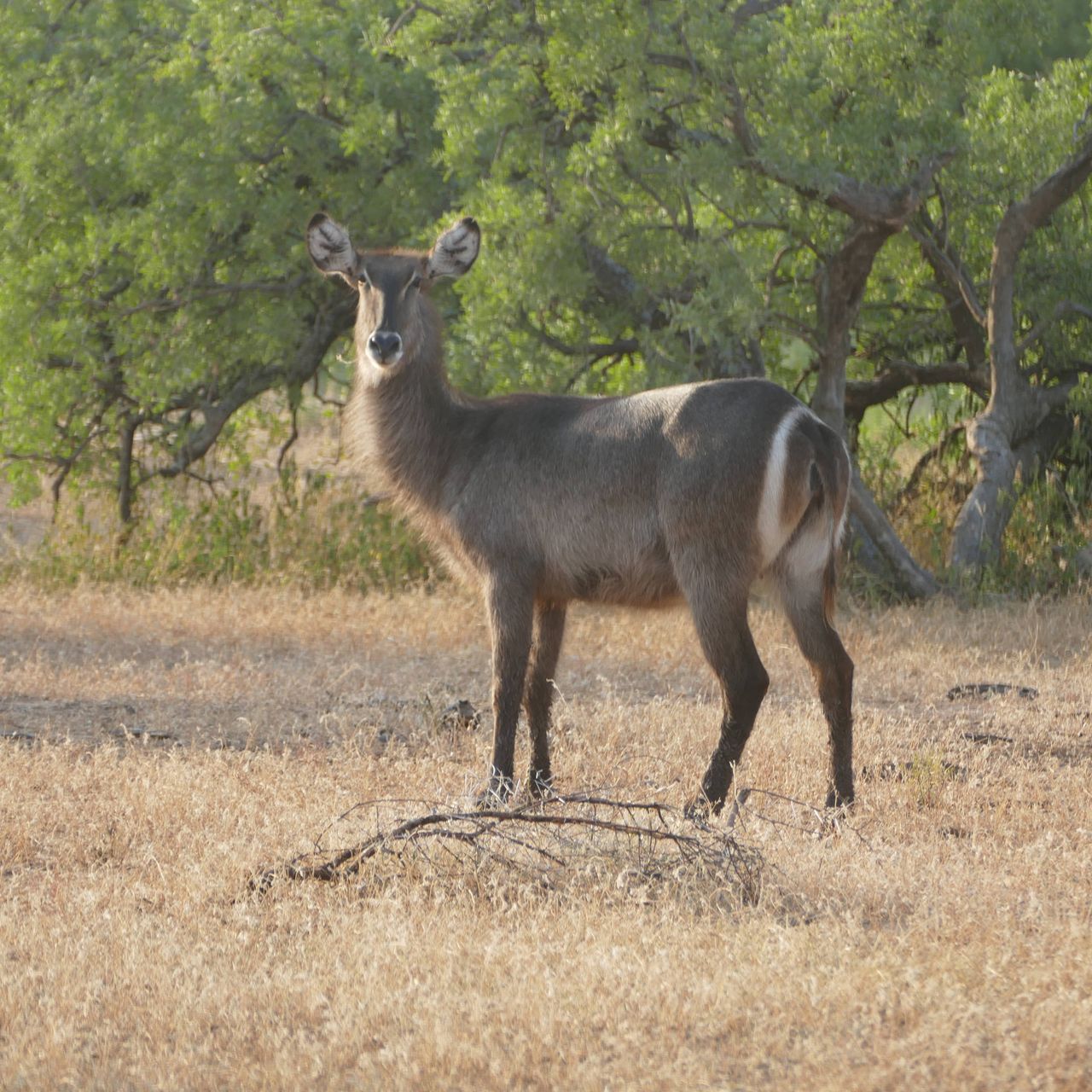 erfahrungsberichte-rangerkurse-suedafrika-field-guide-level-1-carina-wasserbock-natucate