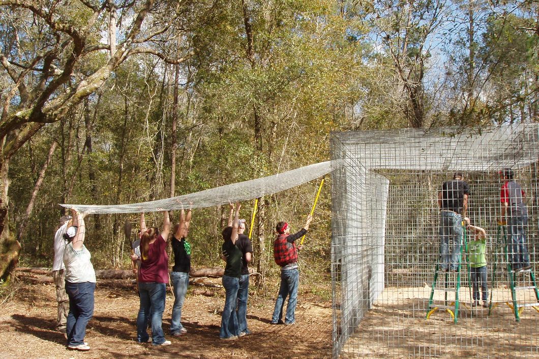 Freiwilligenhelfer beim Einsatz in unserem Volunteerprojekt zum Schutz notleidender Wildtiere in Florida