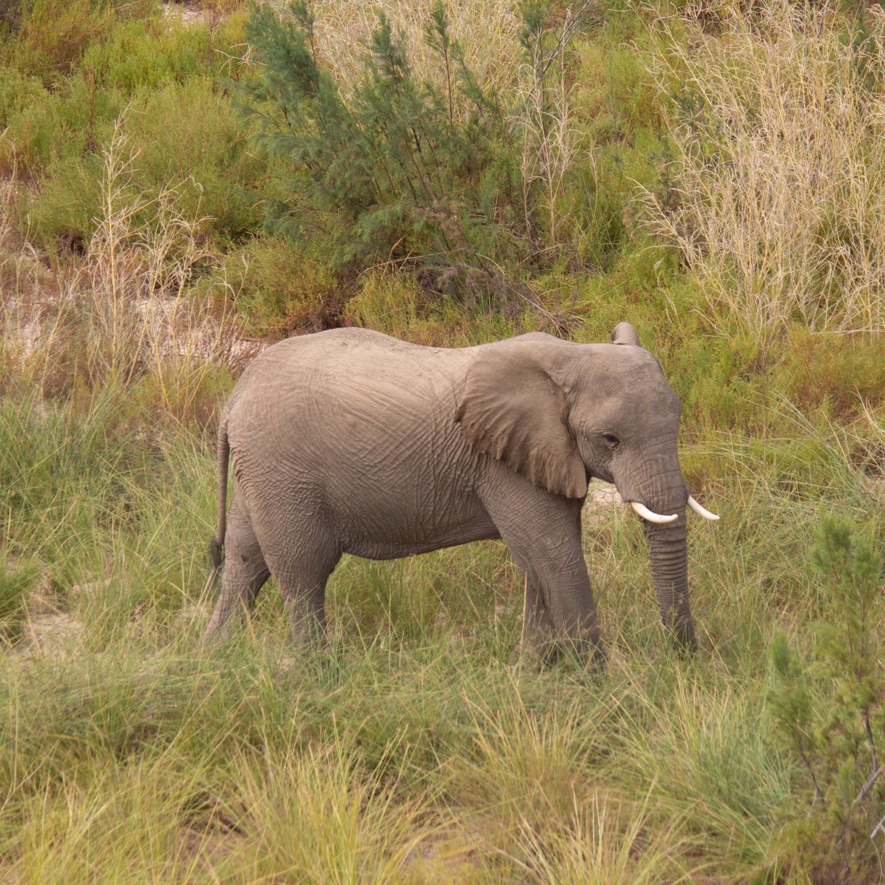 Elefant im hohen Gras