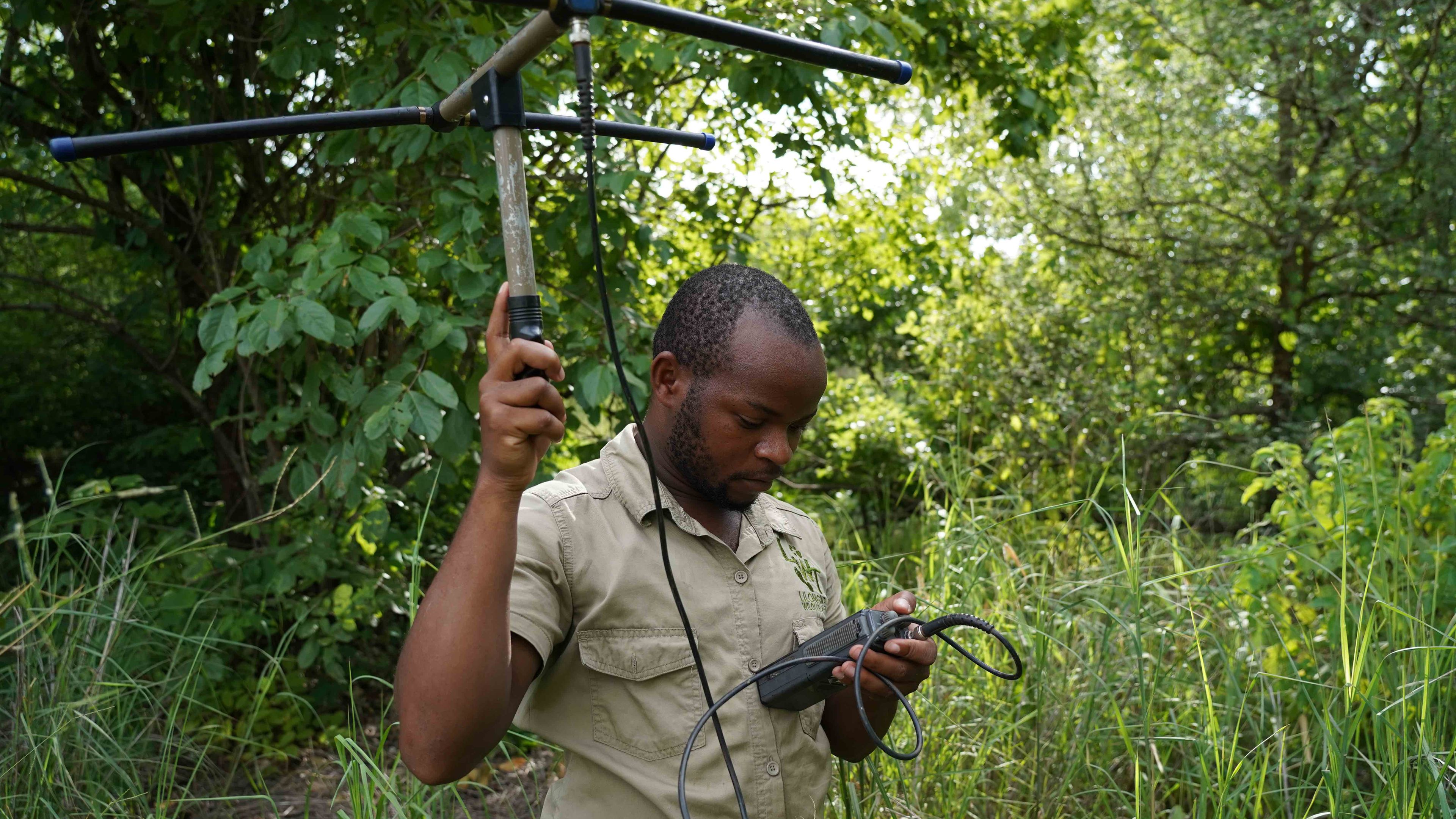 natucate-volunteering-malawi-wildlife-monitoring-tracking-bush