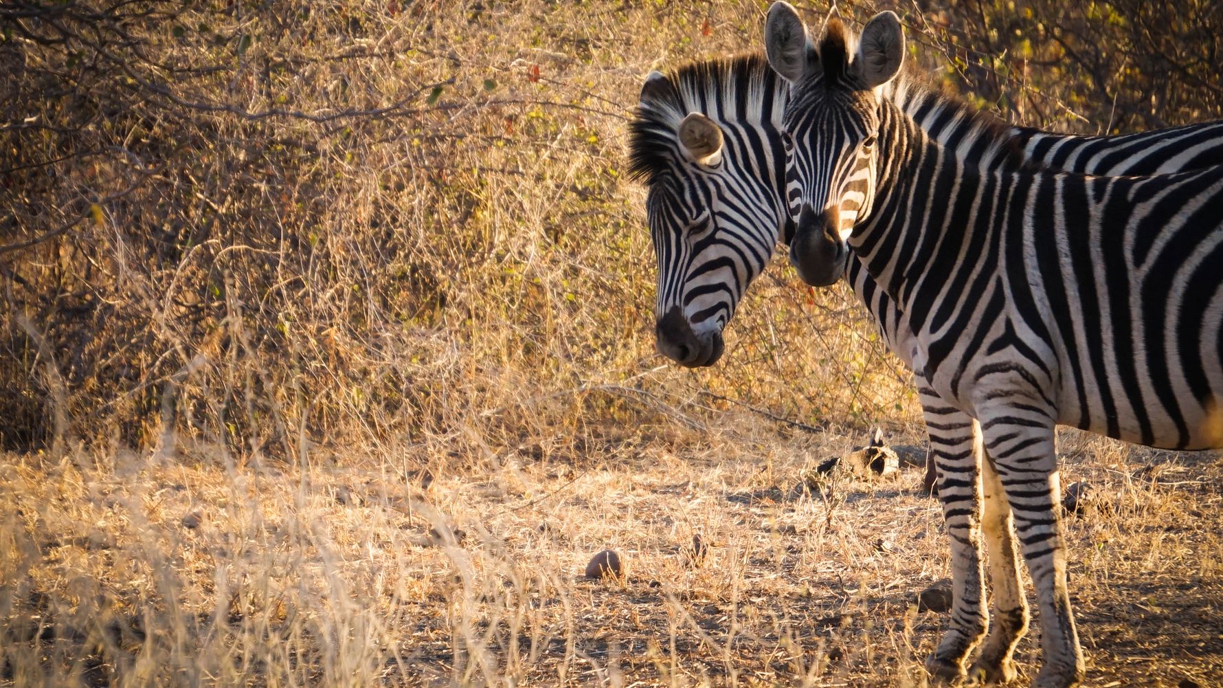 erfahrungsberichte-naturreise-afrika-private-wilderness-experience-rene-zebras-natucate