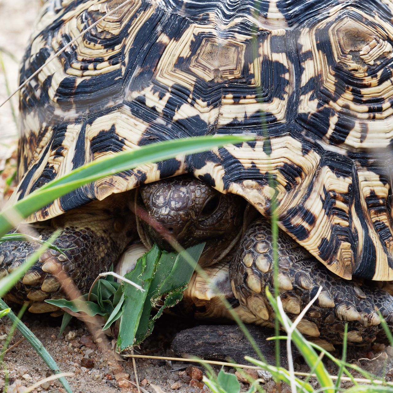 Ranger-Schnupperkurs in Südafrika Schildkröte Tiersichtung