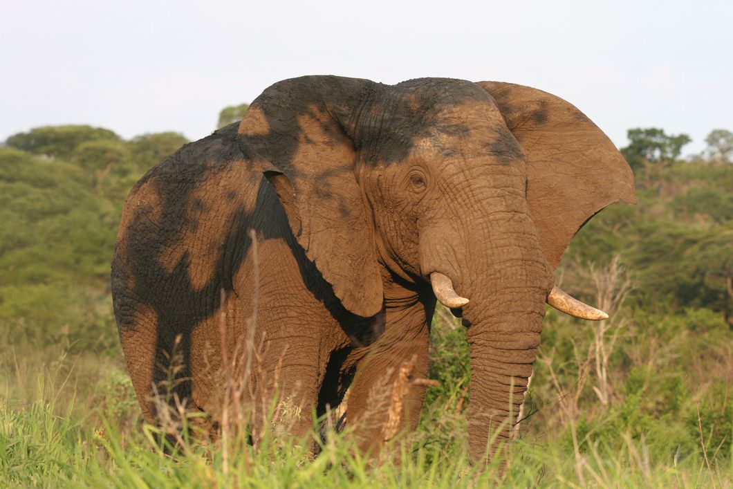 natucate-internship-south-africa-zululand-elephant-orange