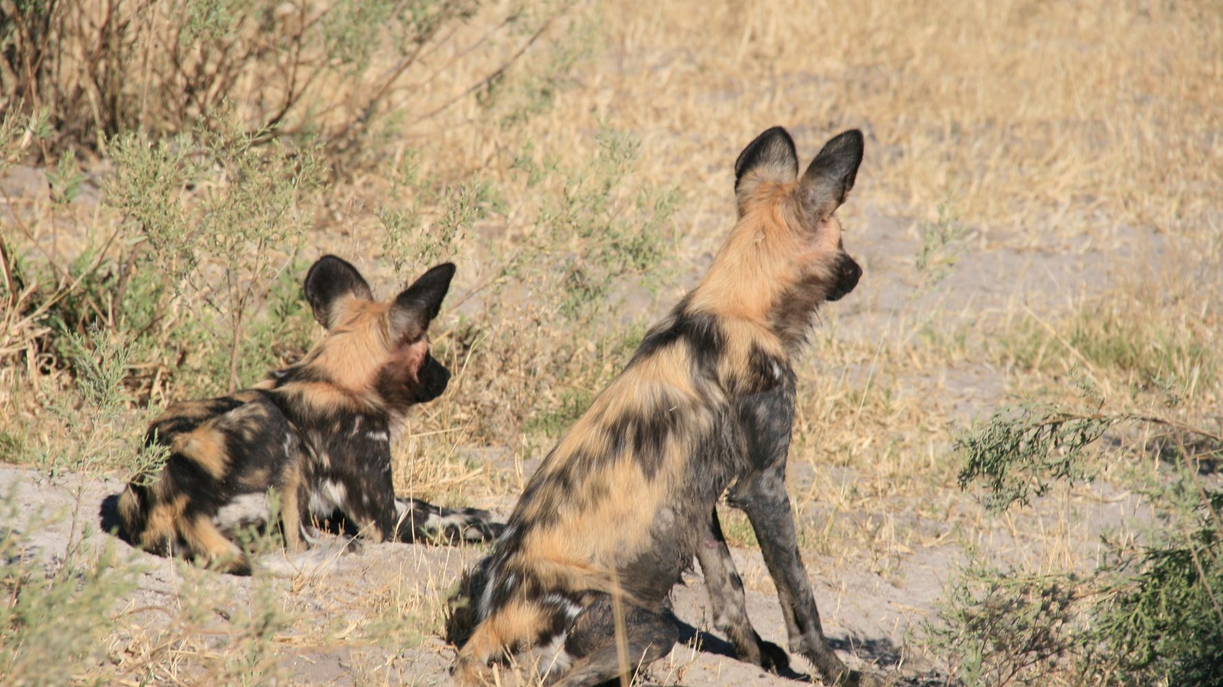 Wachsamkeit bringt sicherheit fuer die bedrohten Wildhunde