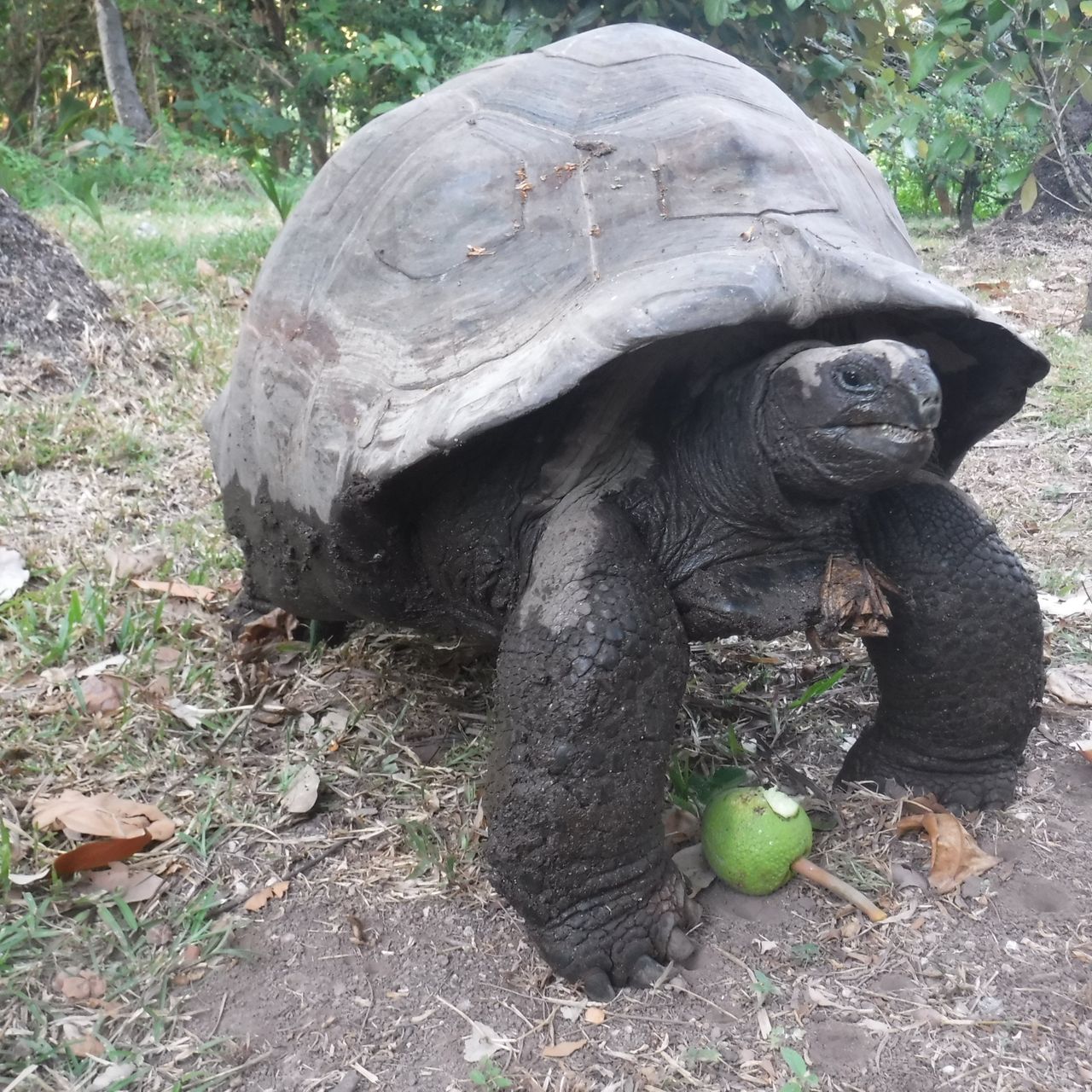 freiwilligenarbeit-seychellen-schildkroete-erfahrungsbericht-artenschutz-natucate