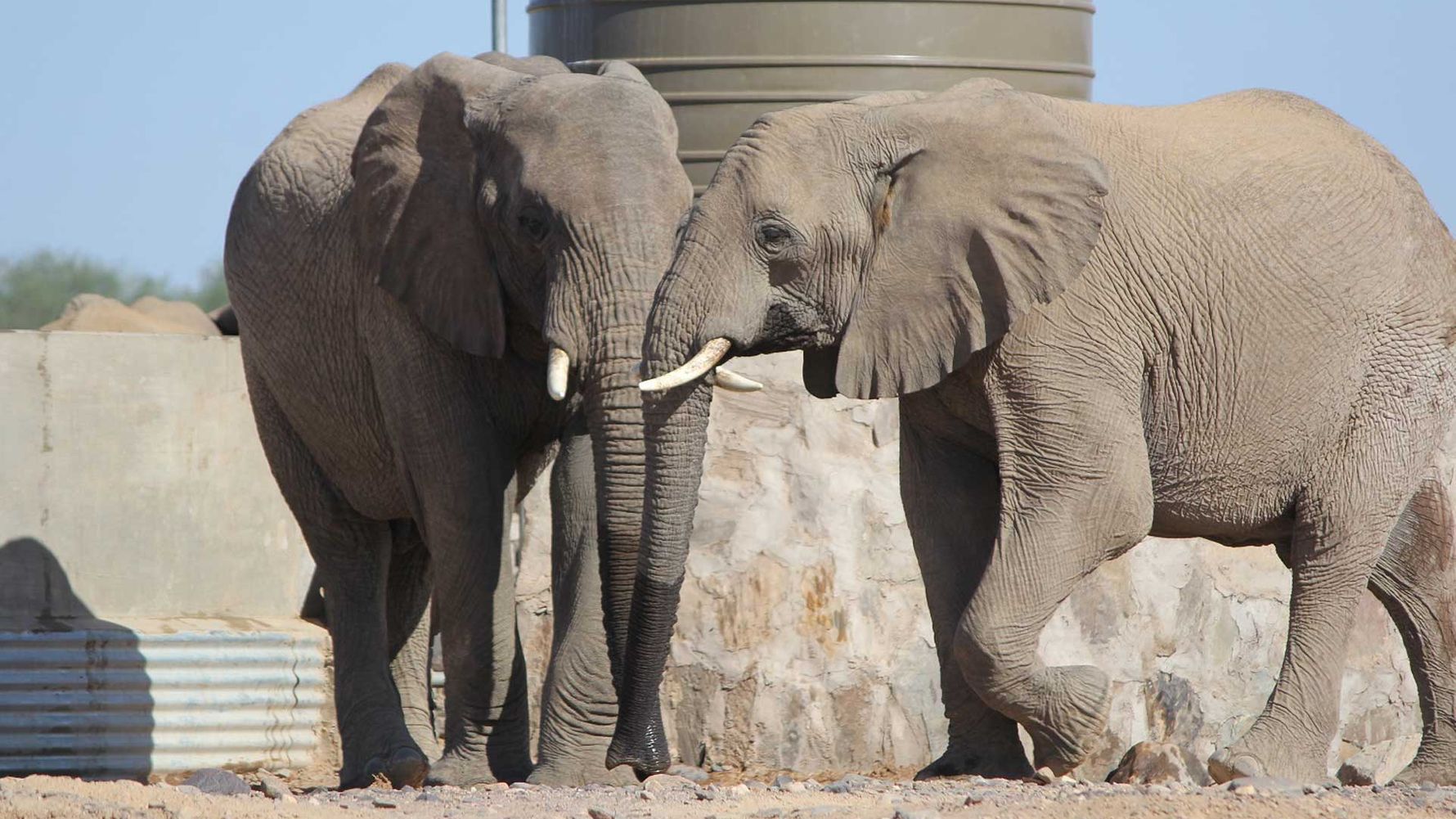landingpage-auslandspraktikum-artenschutz-freiwilligenarbeit-namibia-elefanten-natucate