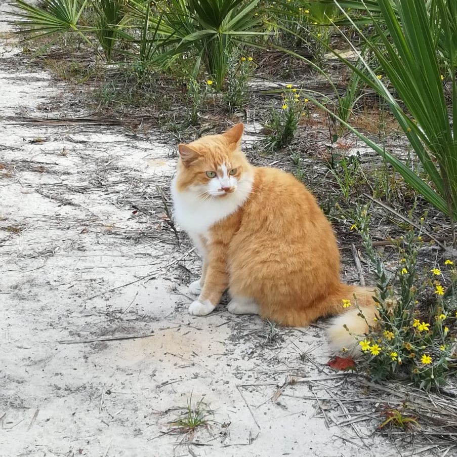 erfahrungsberichte-freiwilligenarbeit-usa-florida-wildlife-margaux-katze-natucate
