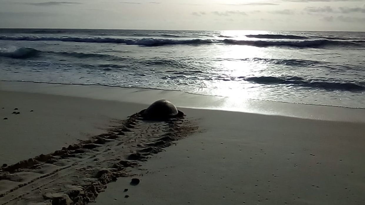 freiwilligenarbeit-seychellen-schildkroete-strand-erfahrungsbericht-artenschutz-natucate