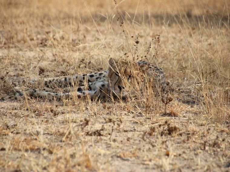 erfahrungsberichte-rangerkurs-field-guide-level-1-afrika-elke-gepard-natucate