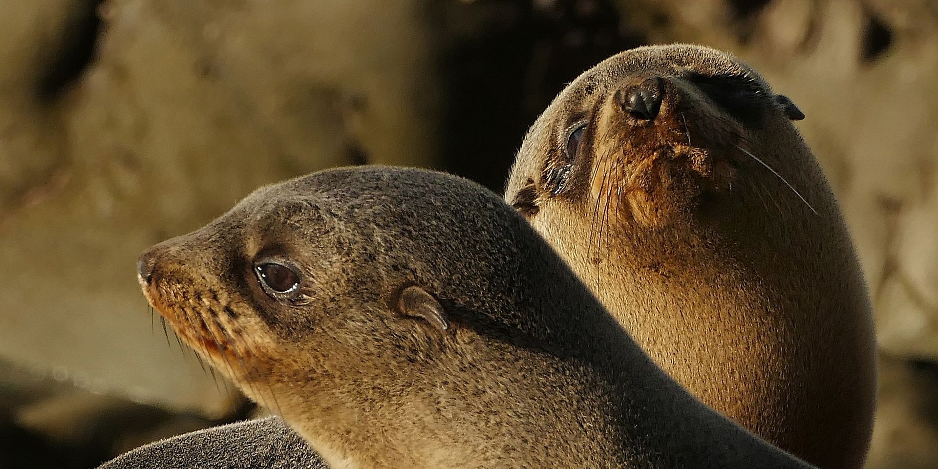 freiwilligenarbeit-neuseeland-punakaiki-seehund-elpen-natucate