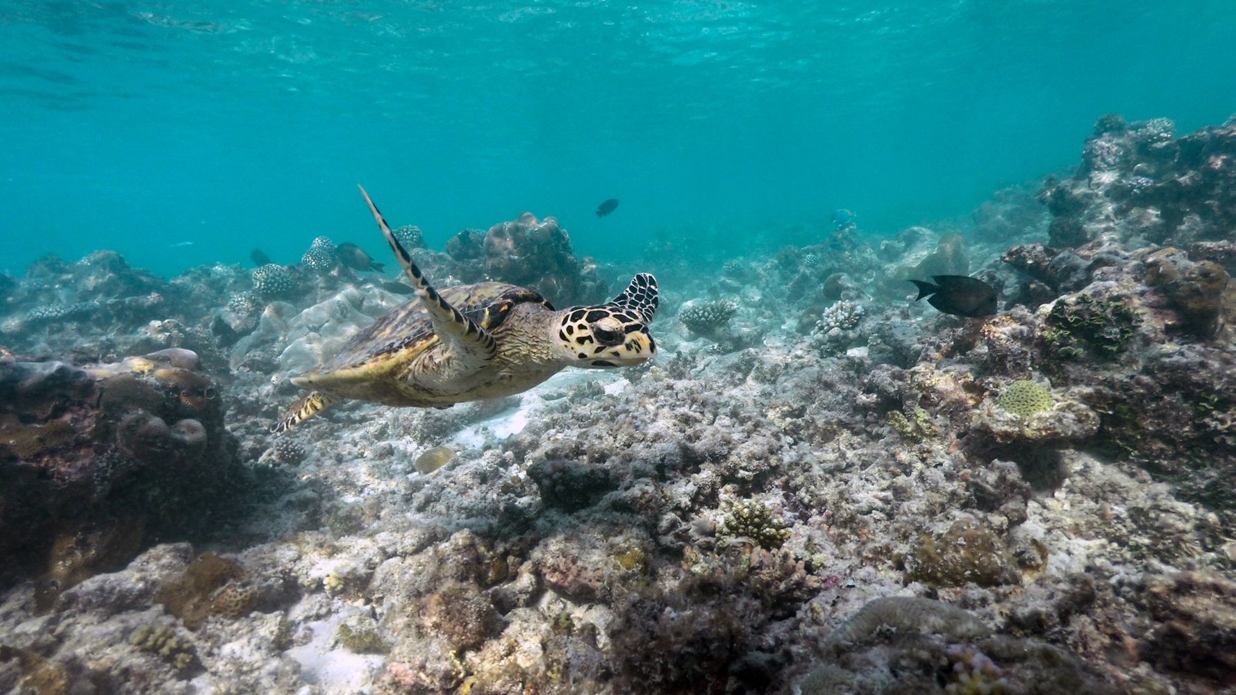 blog-ratgeber-malediven-dhigurah-schildkroete-natucate