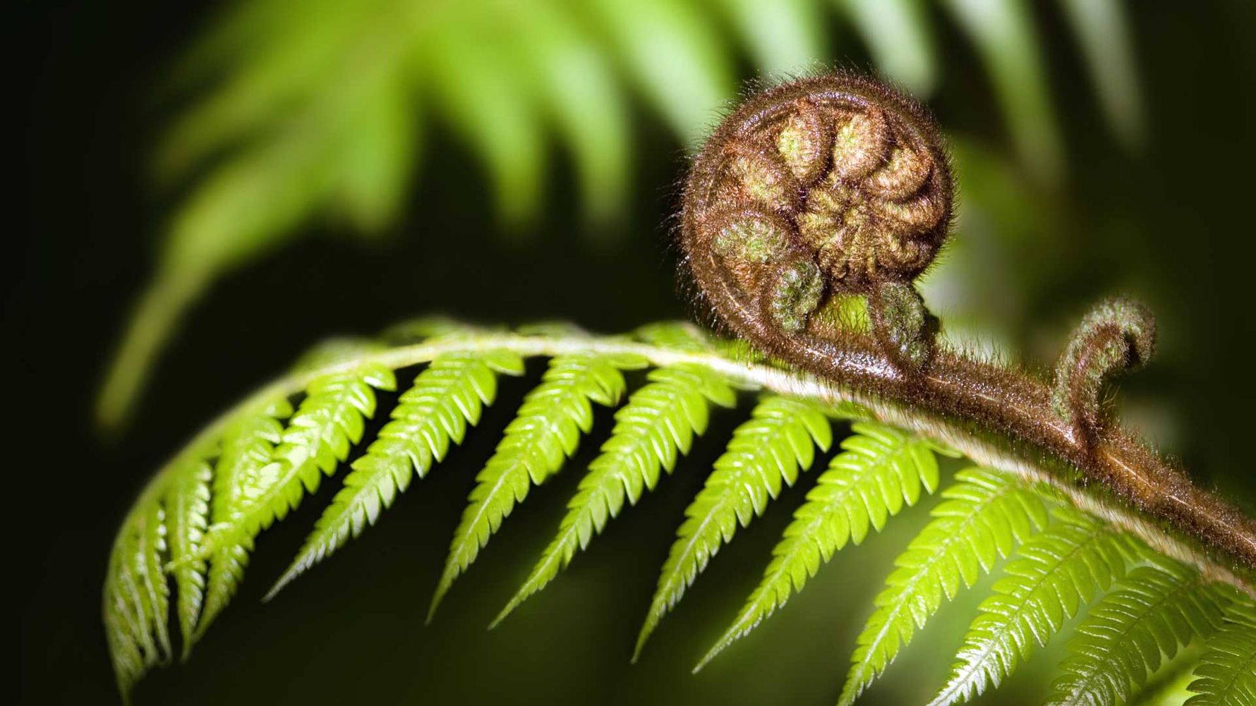 Ein eingerolltes Farnblatt im Vordergrund der restlichen Pflanze