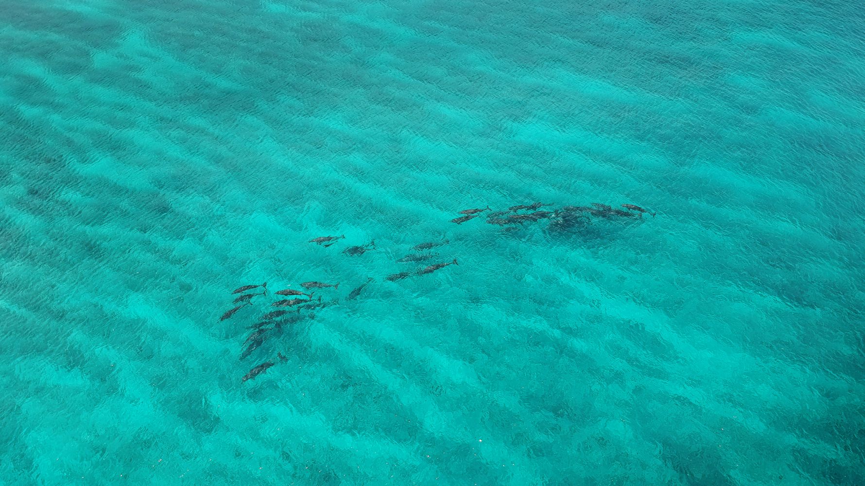 blog-ratgeber-malediven-dhigurah-delfine-natucate