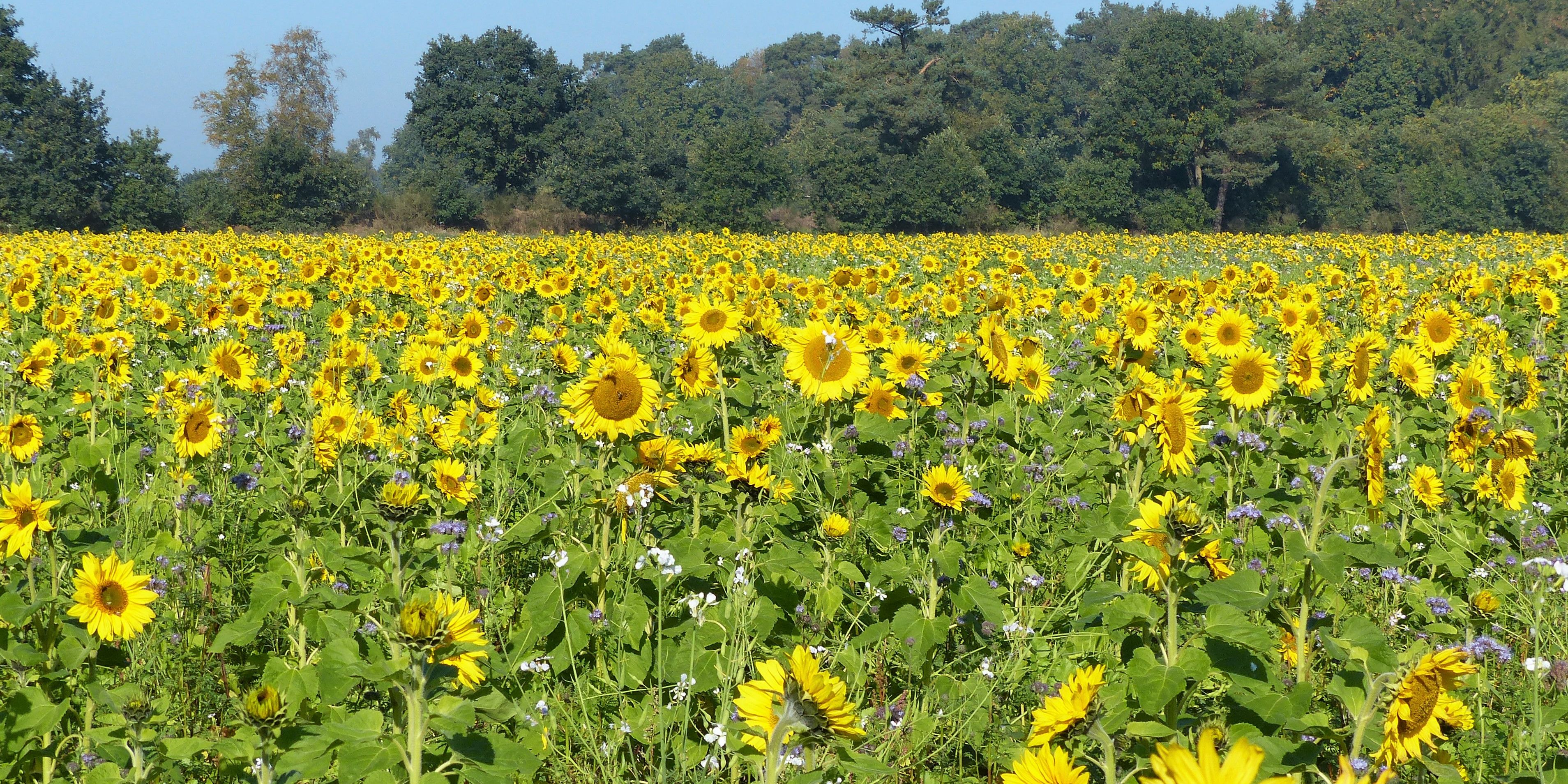 naturreise-deutschland-ostfriesland-ecotour-sonnenblumen-feld-natucate