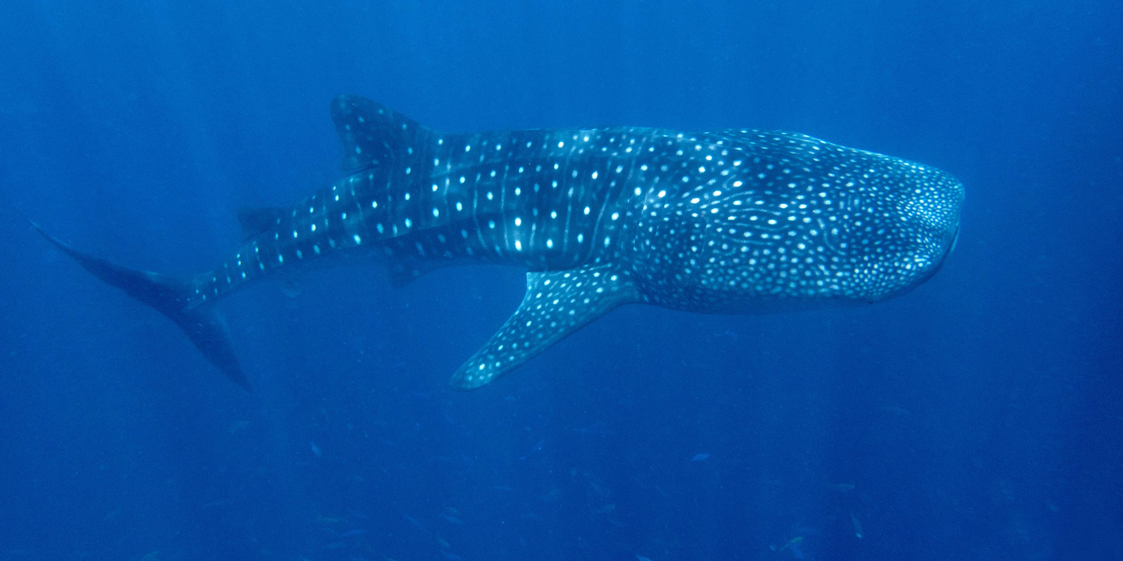 Aufnahme eines Walhais, der in den Gewaessern der Malediven gesichtet wurde; unter ihm schwimmen kleine Fische
