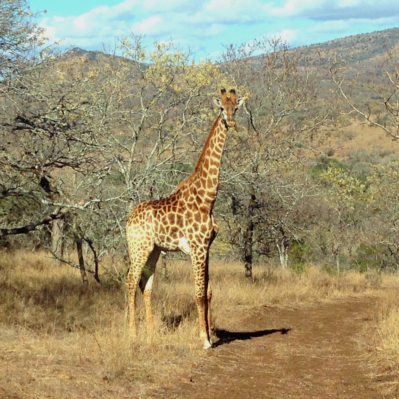 freiwilligenarbeit-suedafrika-erfahrungsbericht-kundenfotos-artenschutz-giraffe-natucate