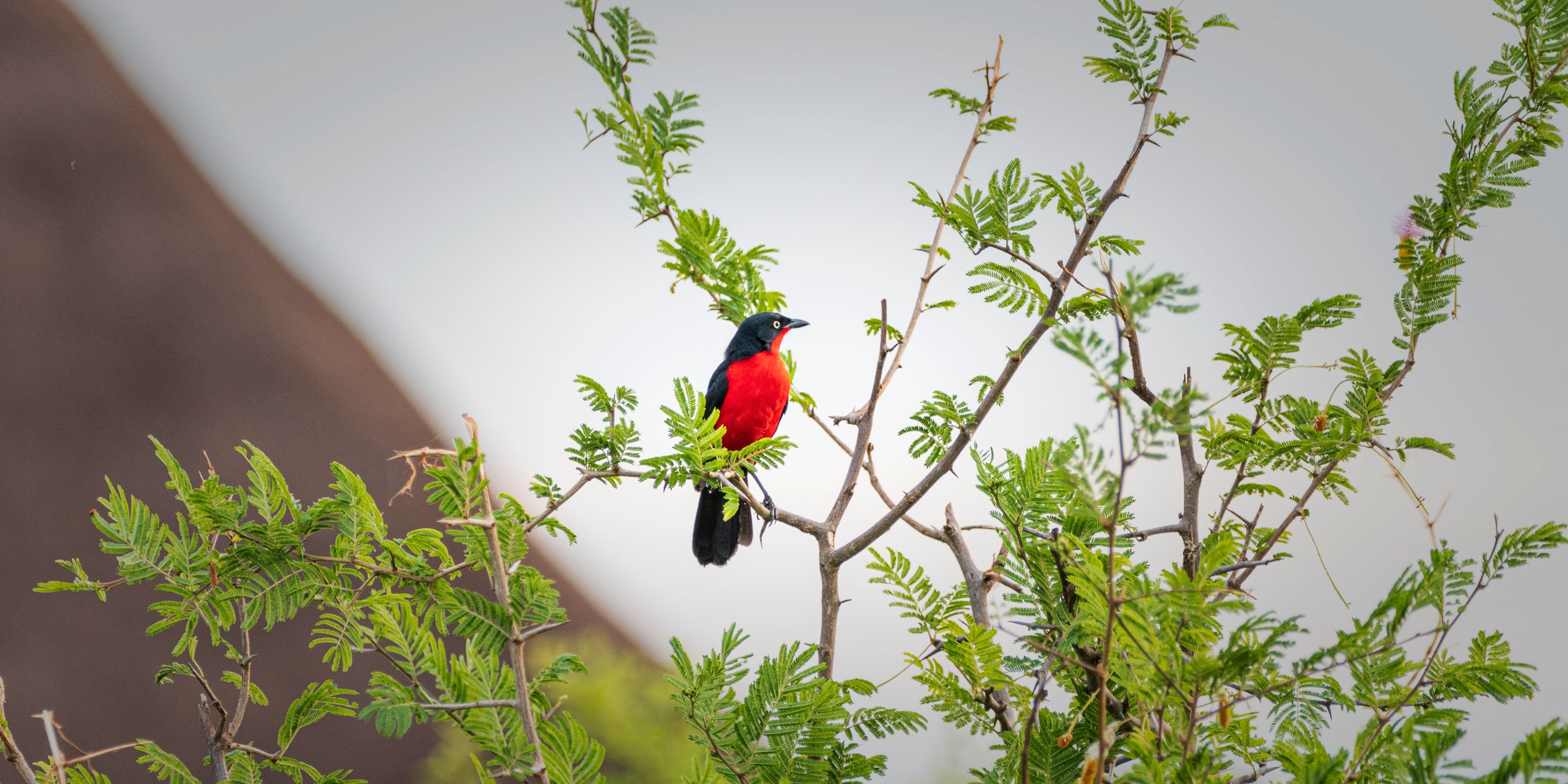 Black-red bird in the tree
