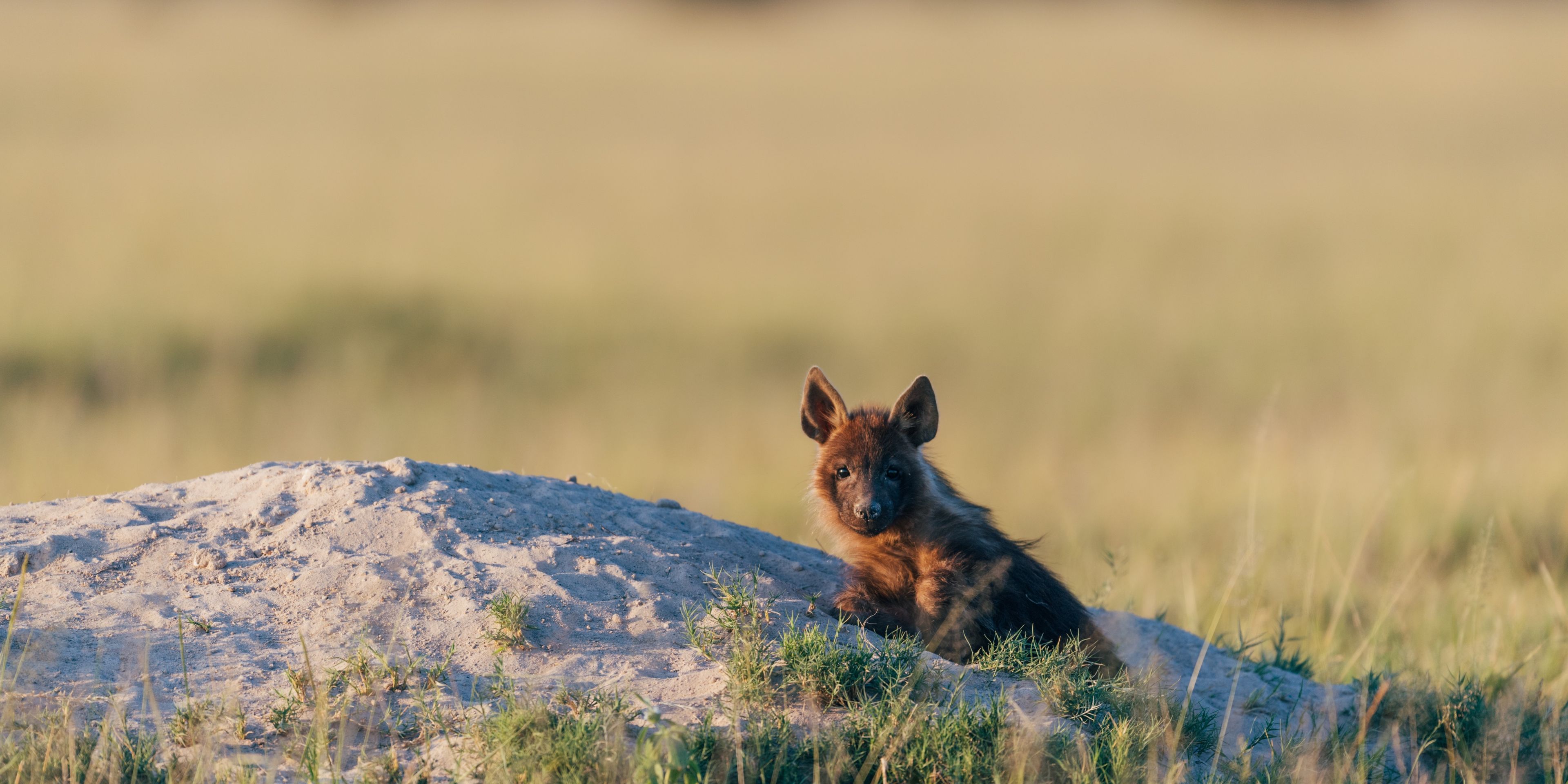 natucate-safari-botswana-abenteuer-camp-kahalari-brown-hyena