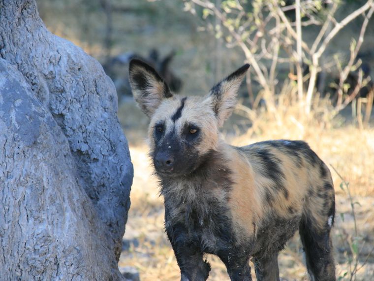 Freiwilligenarbeit in Afrika: Ein Wildhund sucht einen Schattenplatz unter einem Baum