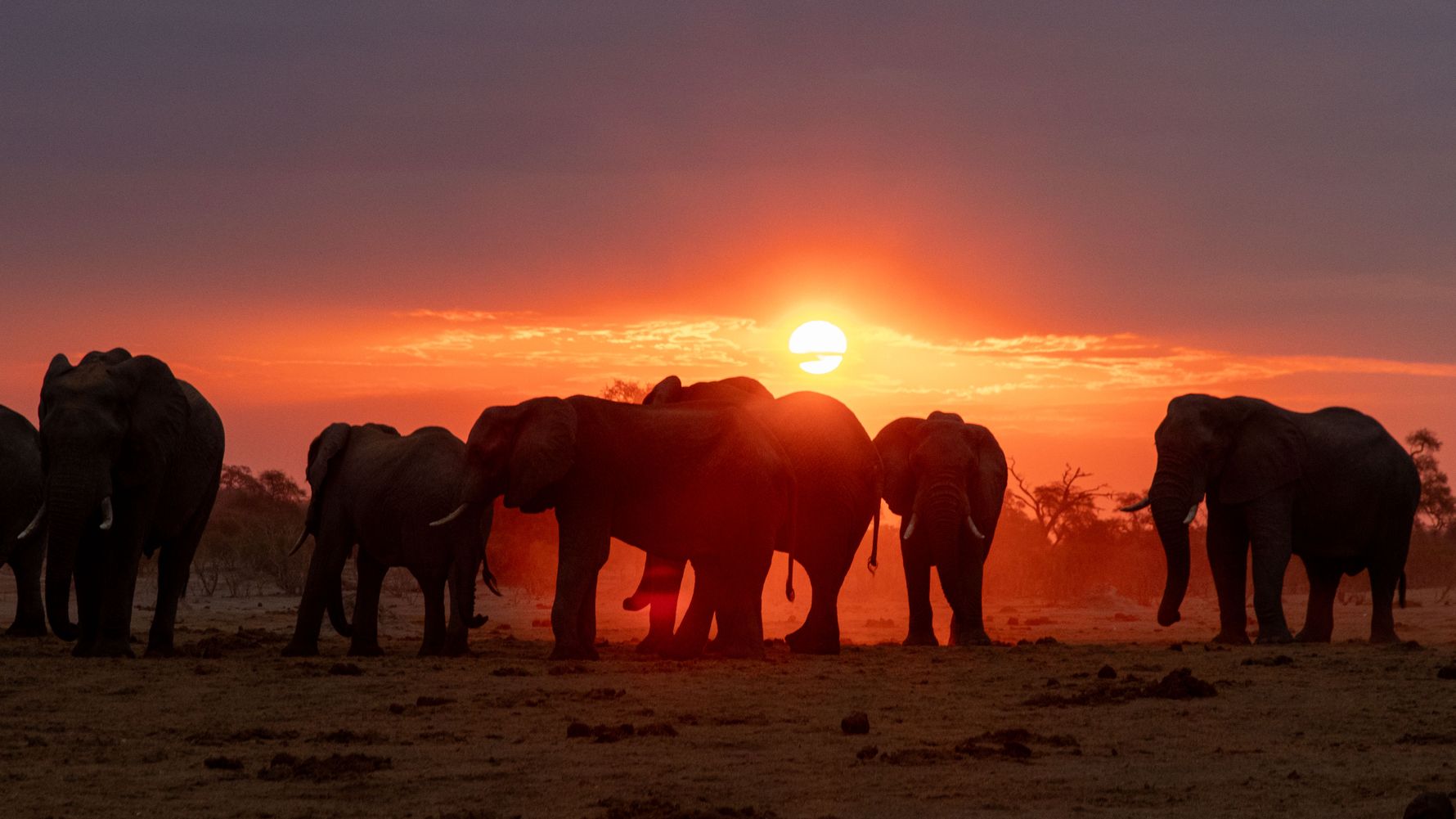 Elefanten beim Sonnenuntergang