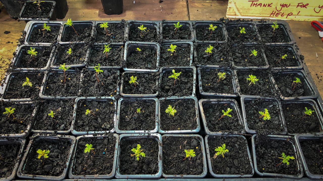 erfahrungsbericht-freiwilligenarbeit-naturschutz-neuseeland-nancy-volunteering-natucate