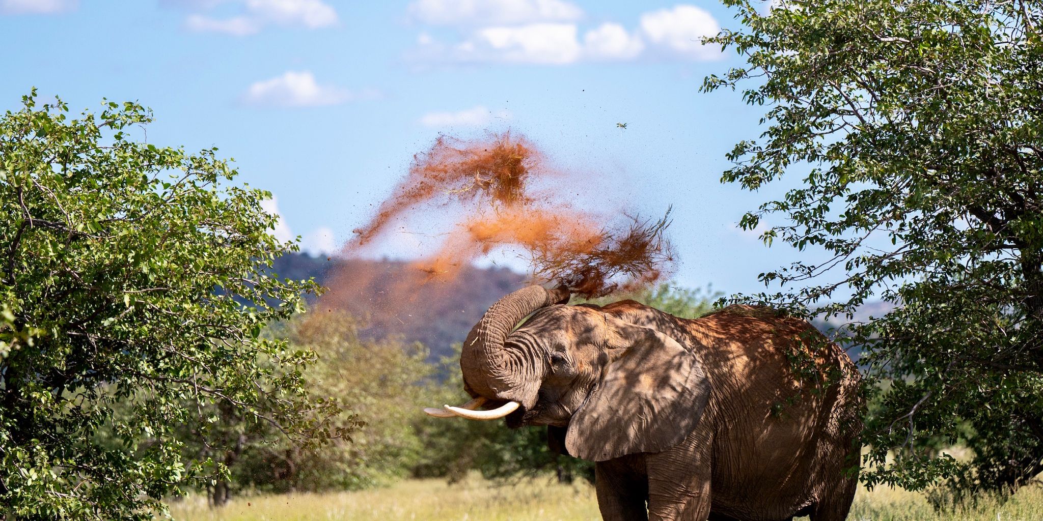 Elephant powders himself in mud