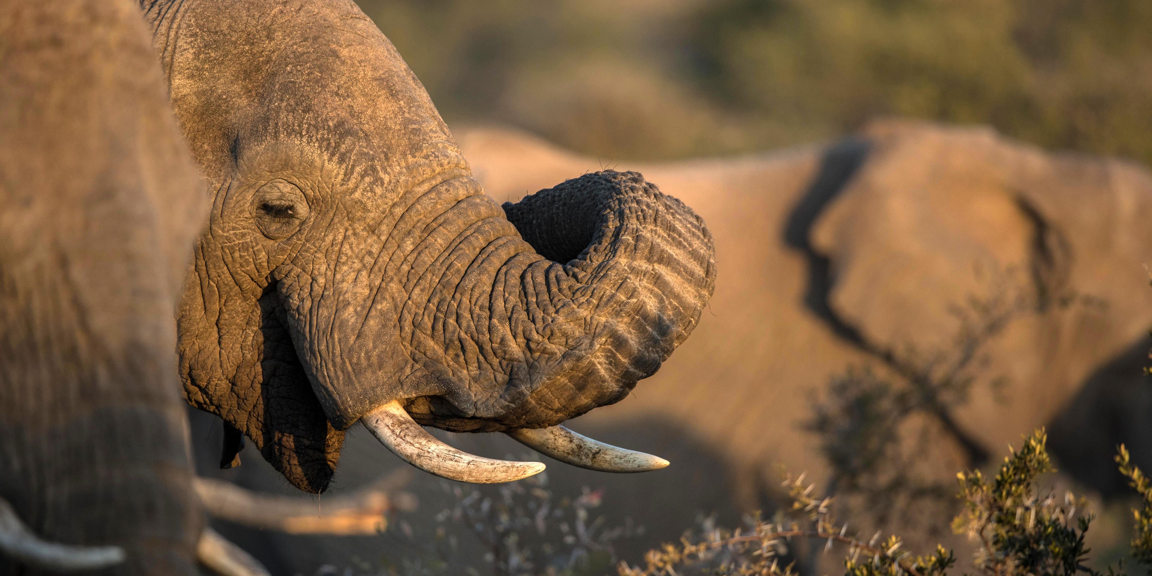 sabbatical-namibia-sambia-elefantenschutz-elefant-savanne-natucate