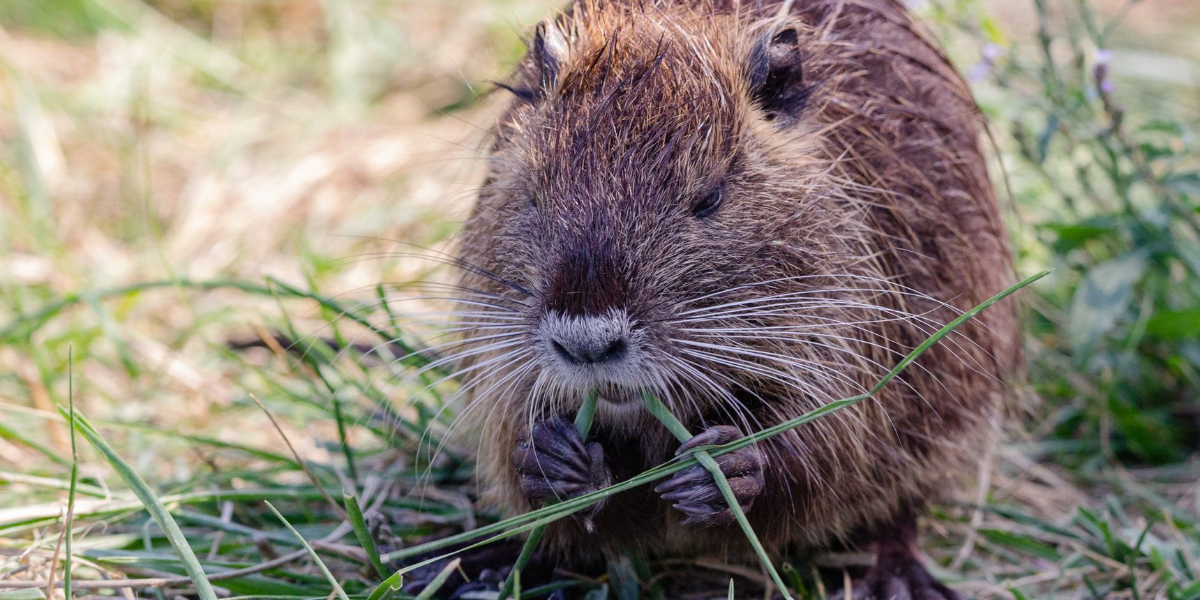 A beaver from the French fauna eating