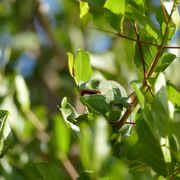 erfahrungsbericht-pfg-dominik-chameleon