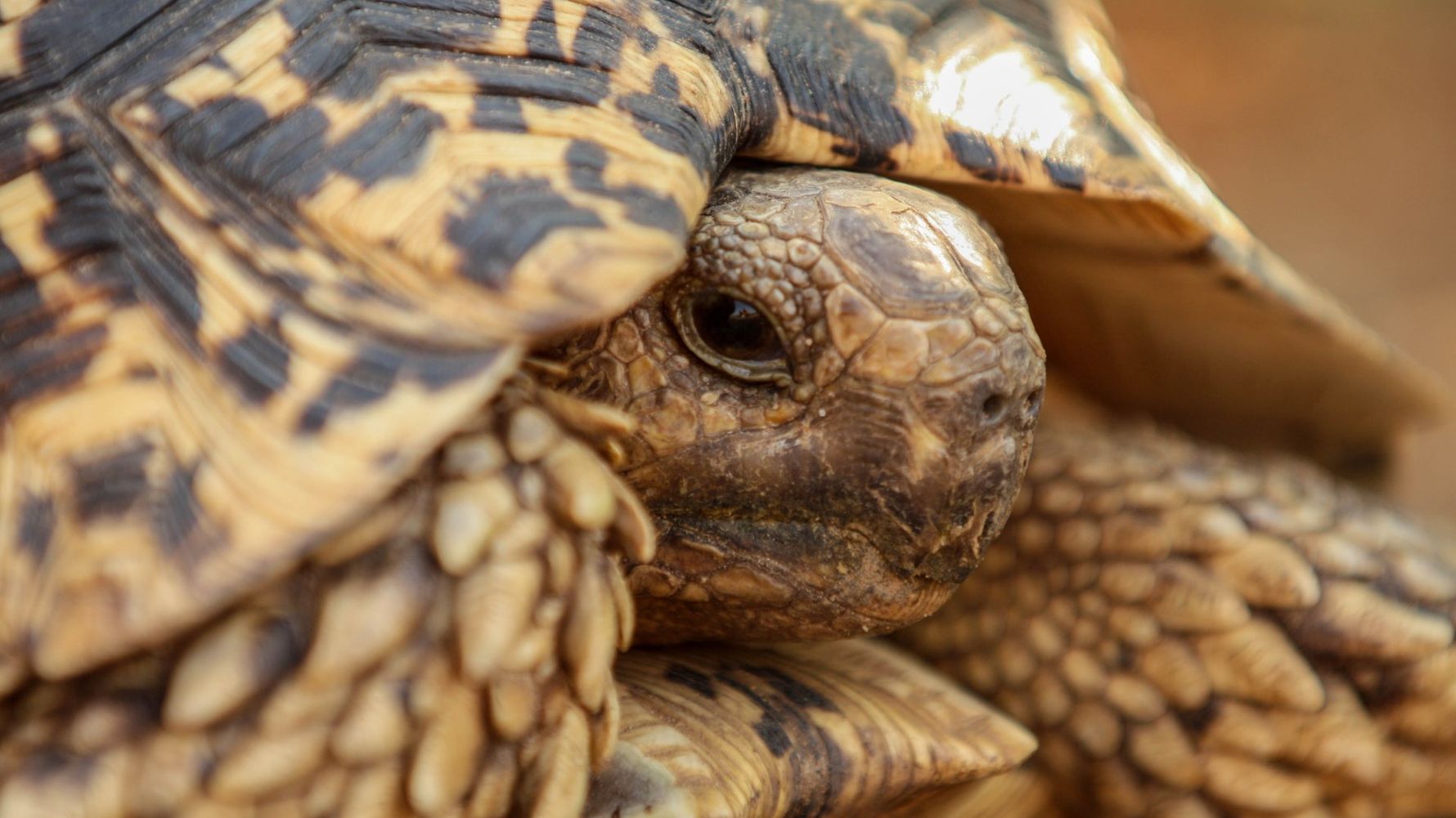 erlebnisreise-suedliches-afrika-erfahrungsbericht-ecoquest-kundenfotos-schildkroete-natucate