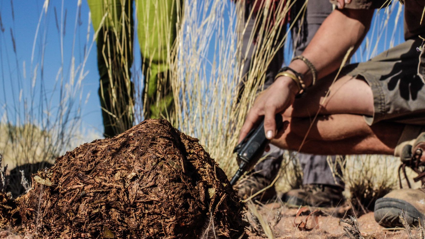 Freiwilligenarbeit in Namibia: Eine Gruppe Volunteere begutachtet einen Elefantendunghaufen