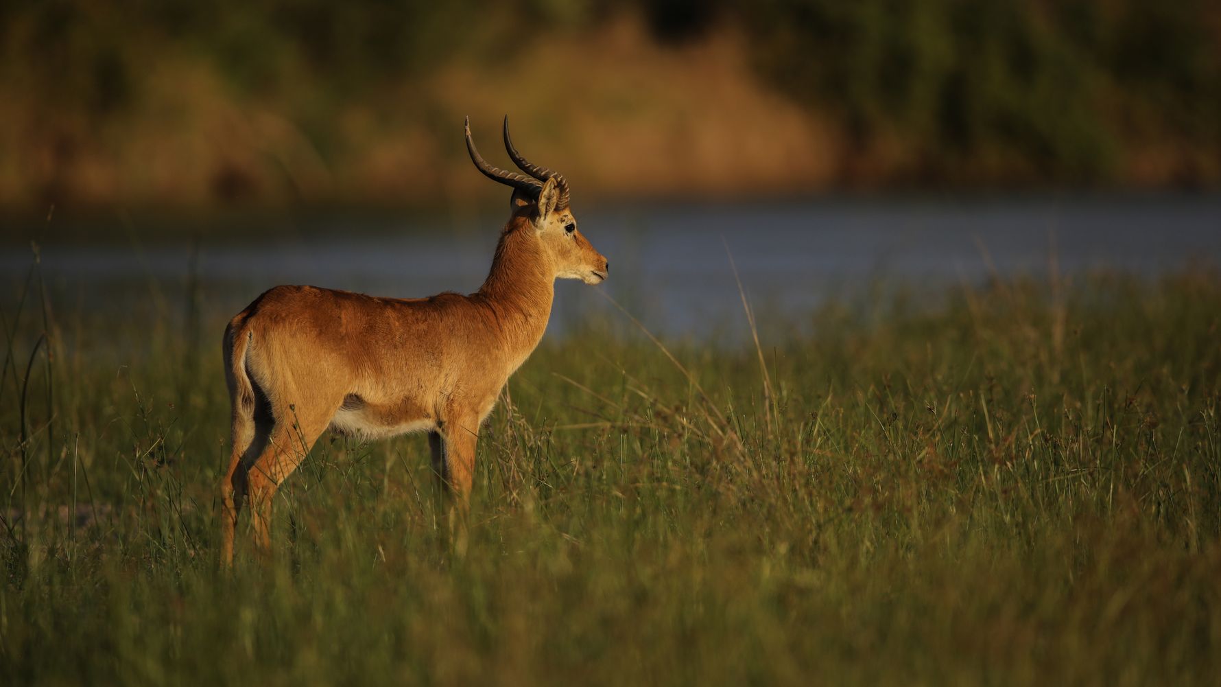safari-sambia-natucate-pukku-flussaue