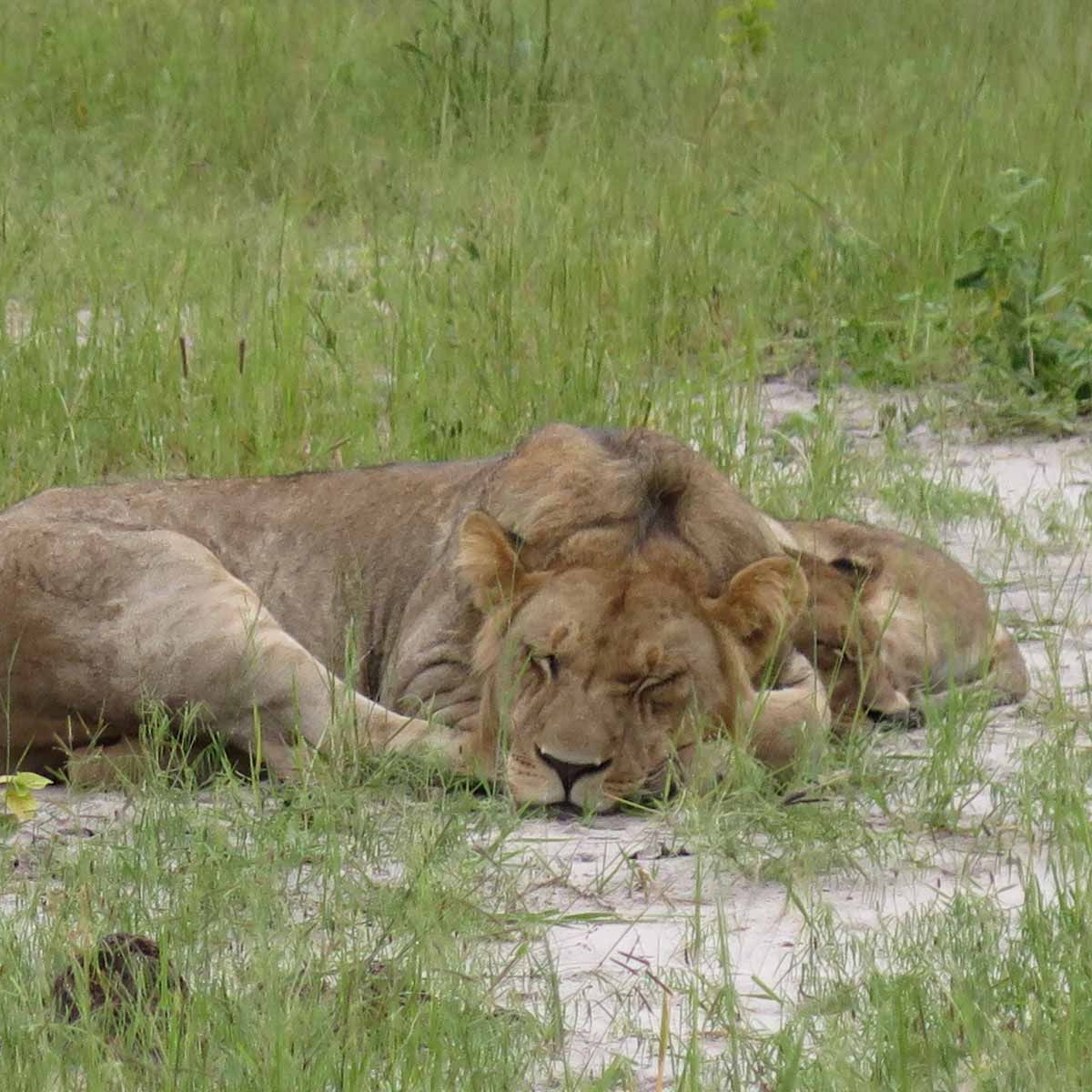 erfahrungsbericht-praktikum-botswana-artenschutz-loewen-natucate