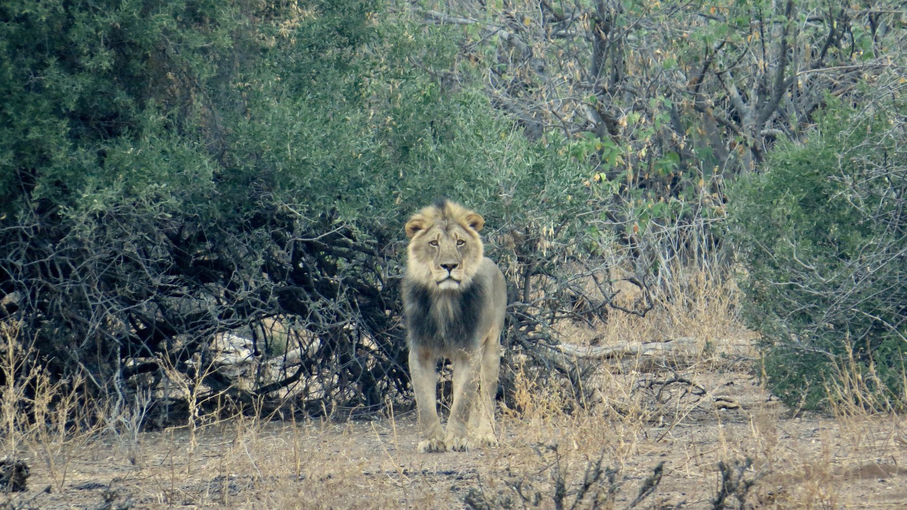 Ein junger maennlicher Loewe streift durch die Savanne Afrikas