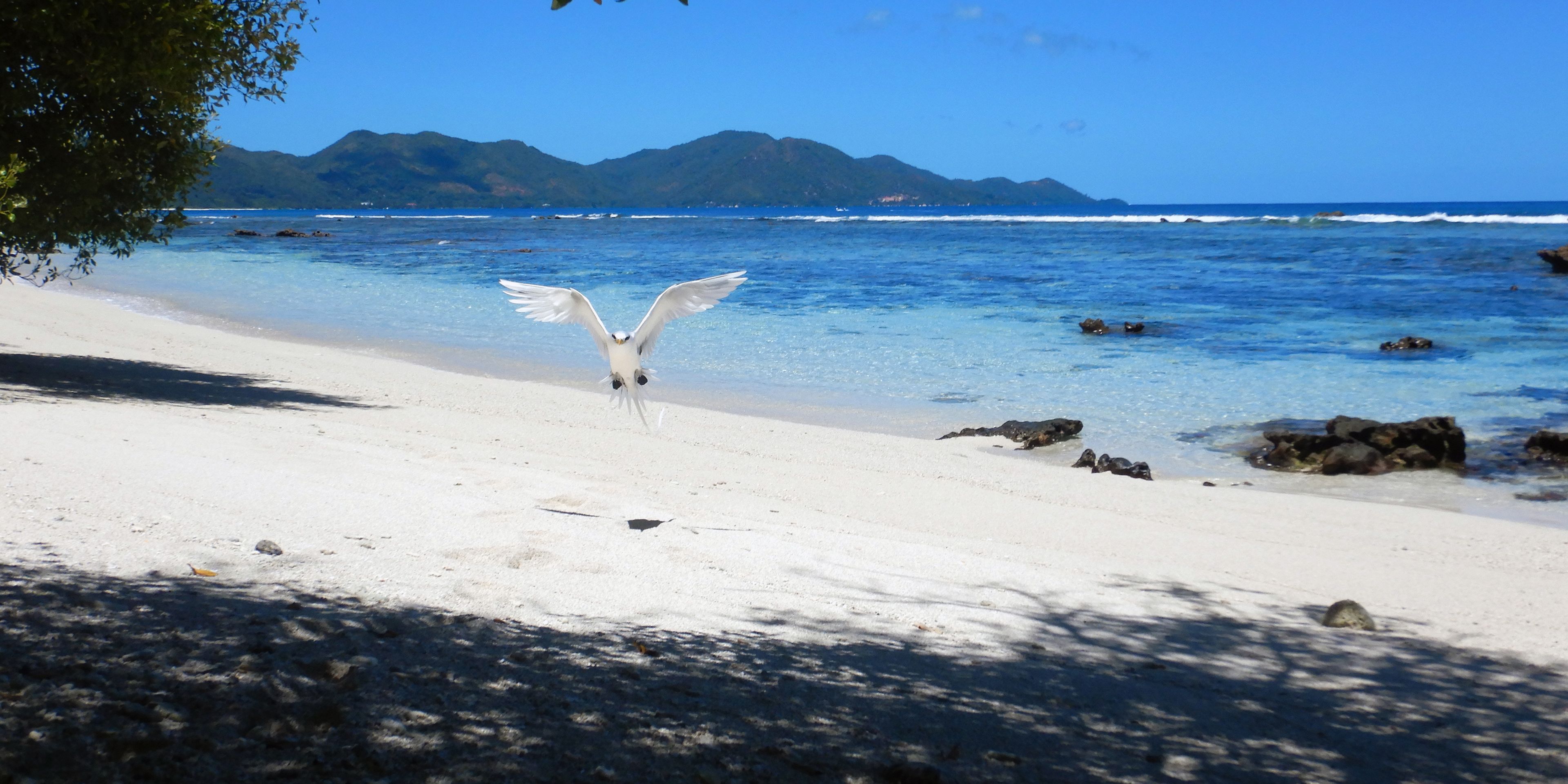 A sea bird is landing on cousin Island beach, the blue Indian Ocean in the backround