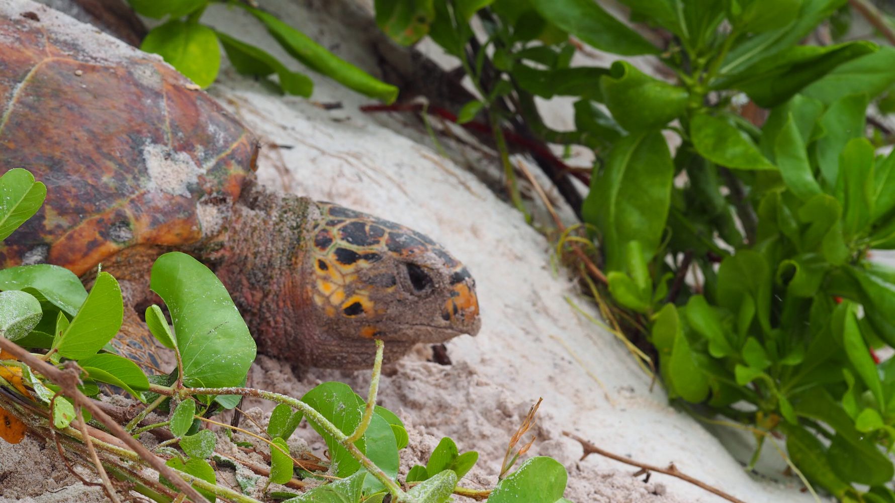 freiwilligenarbeit-seychellen-schildkroeten