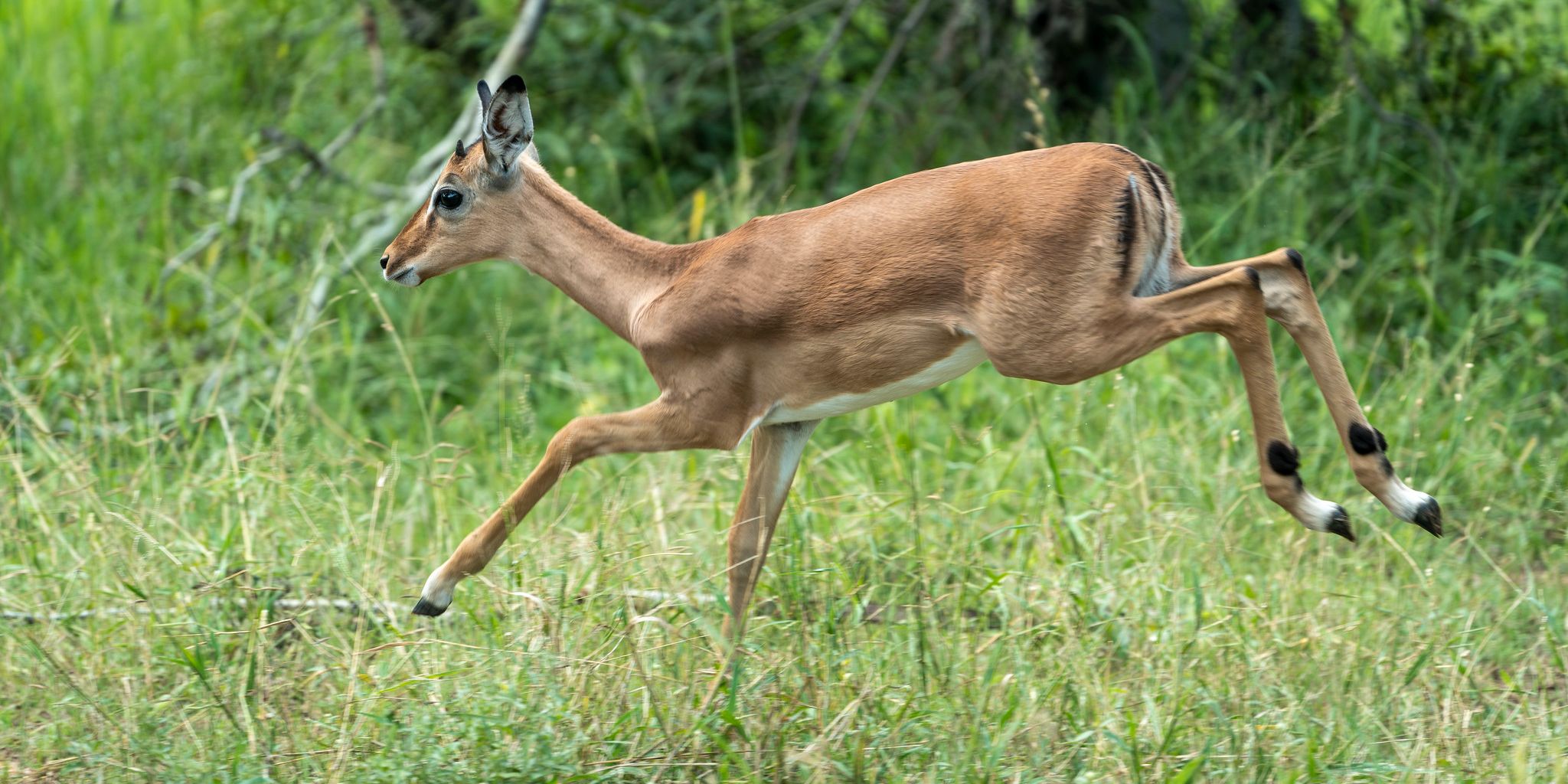 natucate-guide-courses-bw-south-africa-impala-small