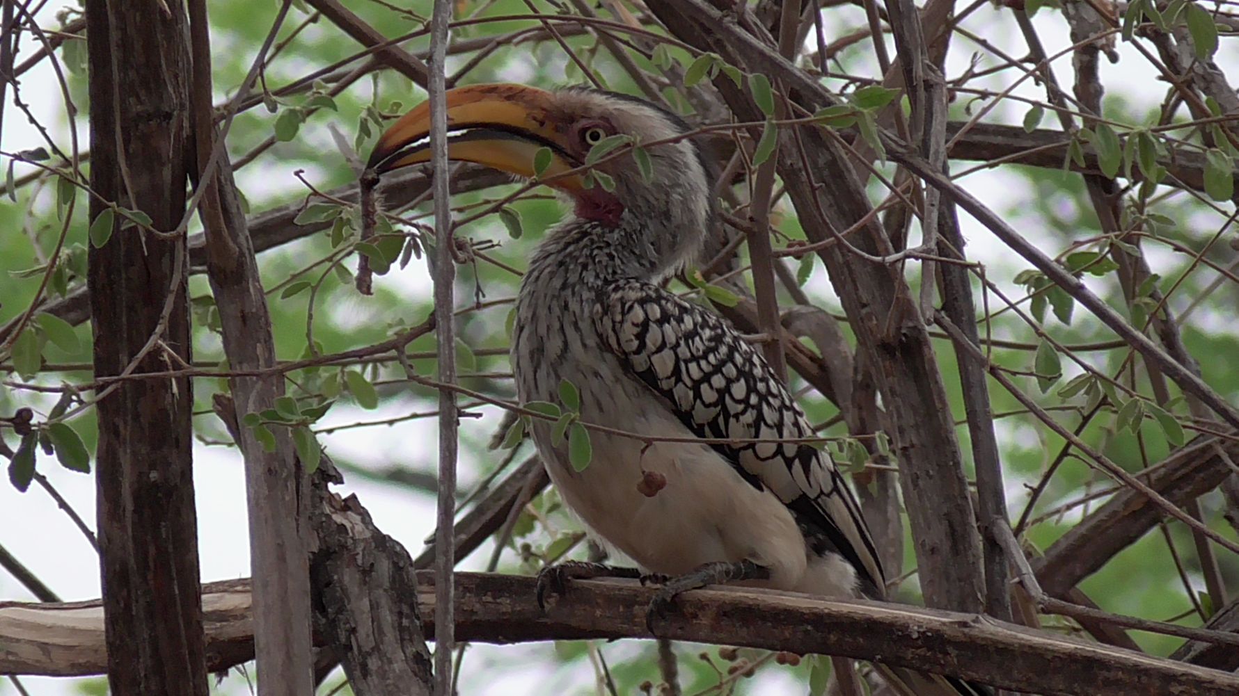 erfahrungsberichte-suedliches-afrika-fgl1-rangerausbildung-vogel-natucate