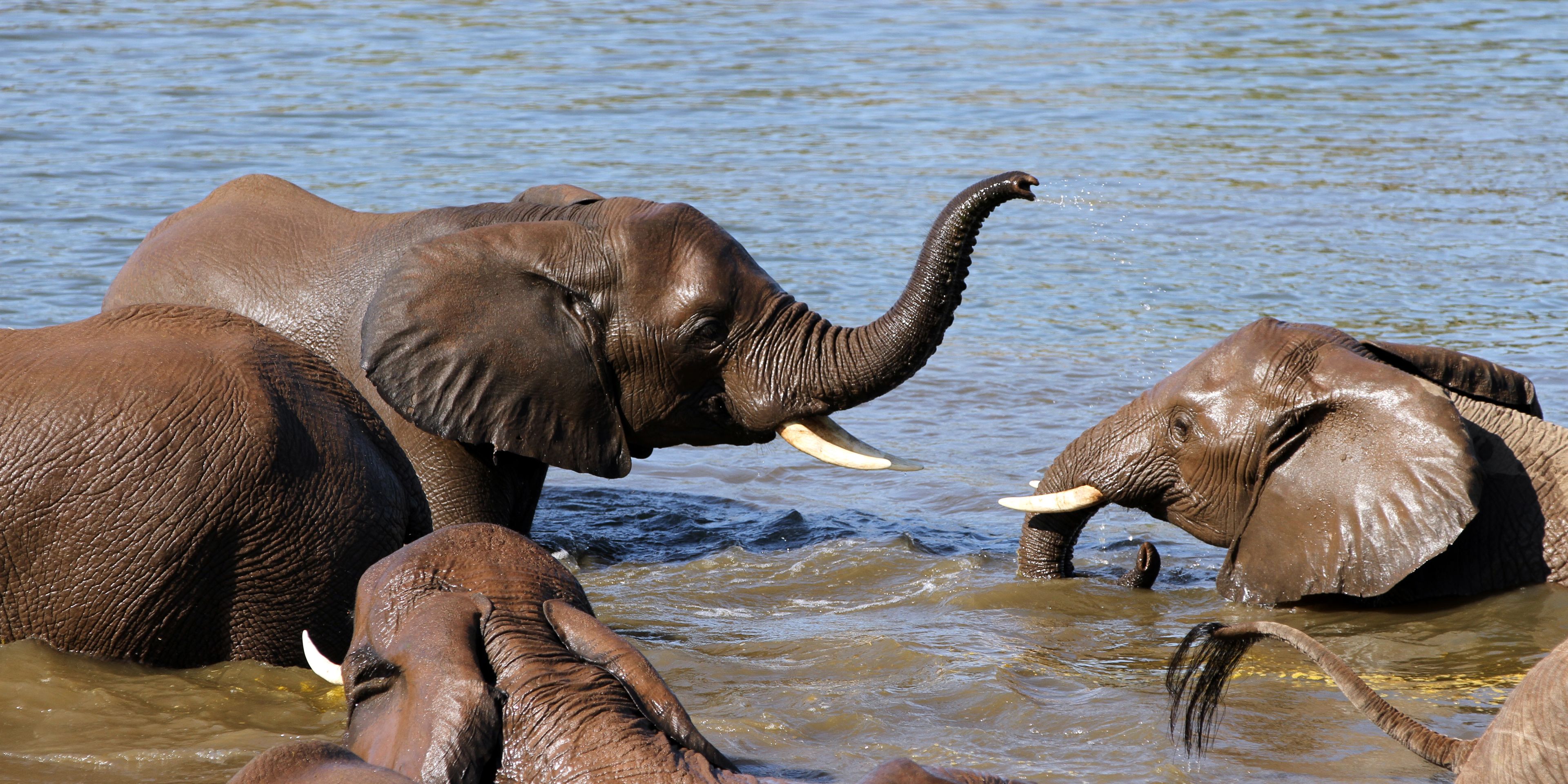 Trails Guide-Kurs im Okavango Delta: Elefantenherde badet in einem Gewaesser in  Botswana