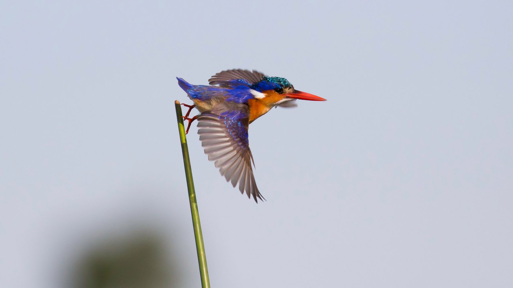 landingpage-rangerkurse-botswana-kingfisher-natucate