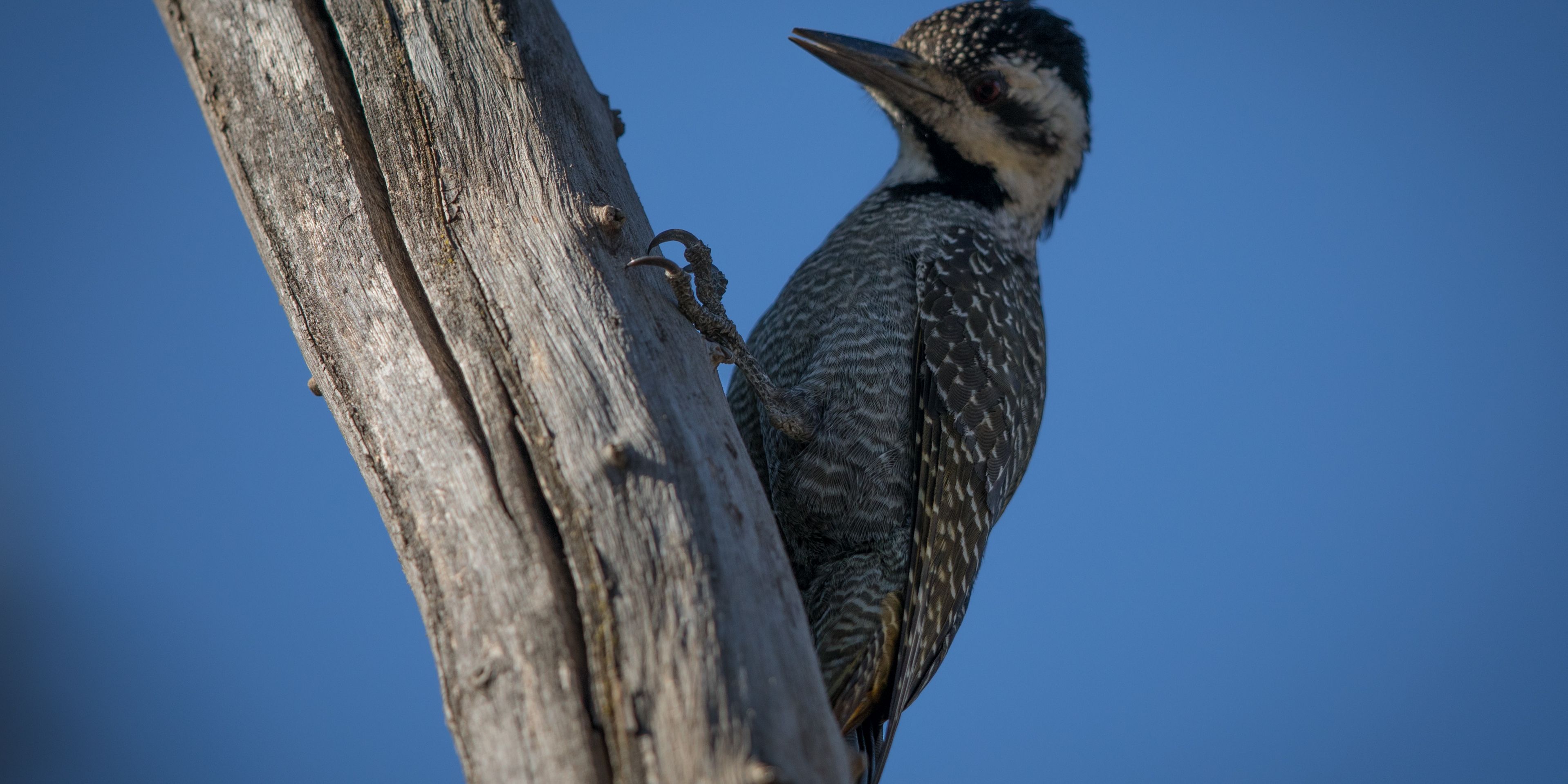 safari-botswana-abenteuer-okavango-delta-birds
