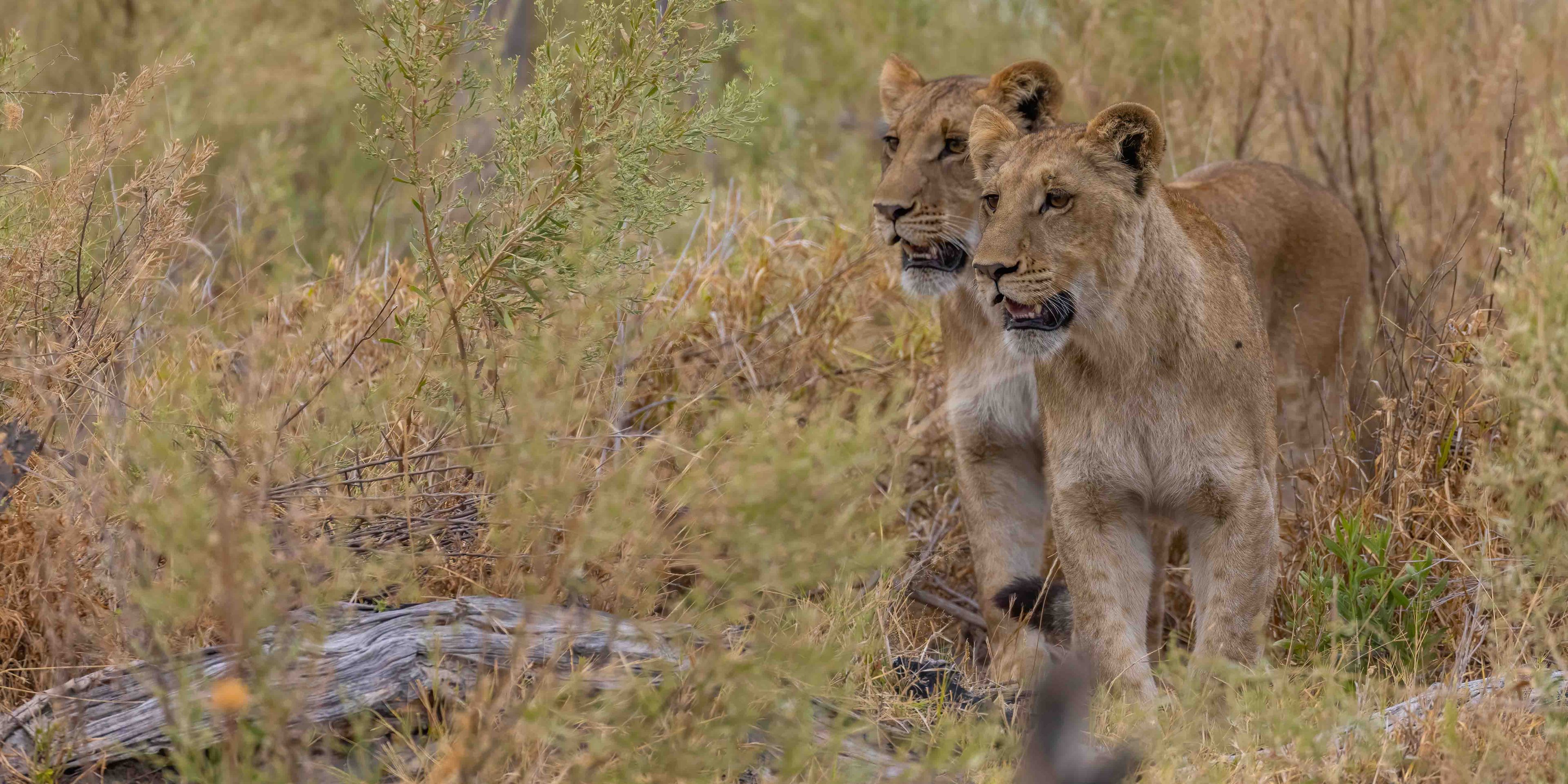 Zwei Loewen, die Top-Prädatoren in ihrem Lebensraum sind, stehen Seite an Seite im Gebuesch und blicken mit offenen Mäulern in dieselbe Richtung.