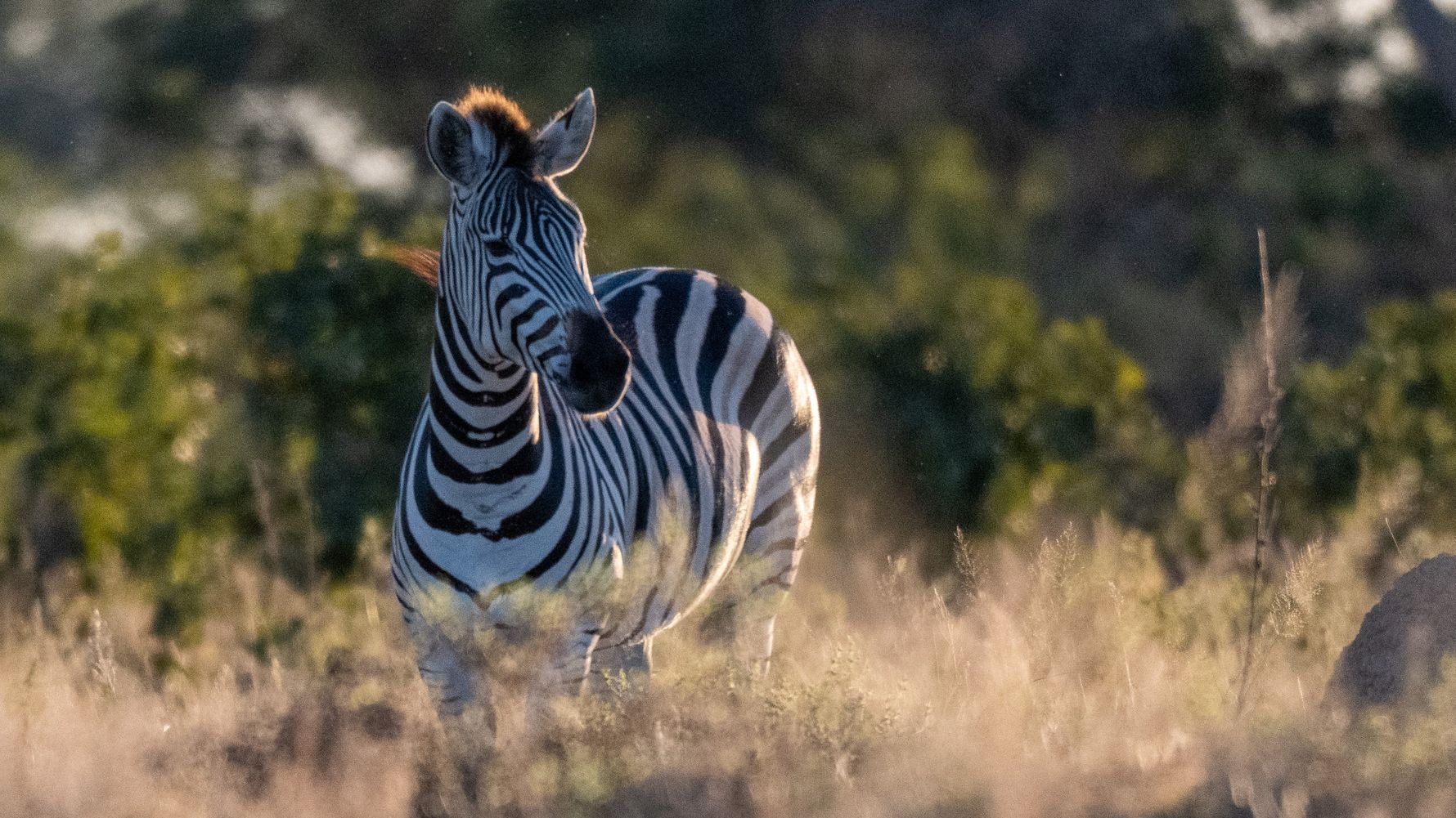 Zebra aus der Ferne im Busch