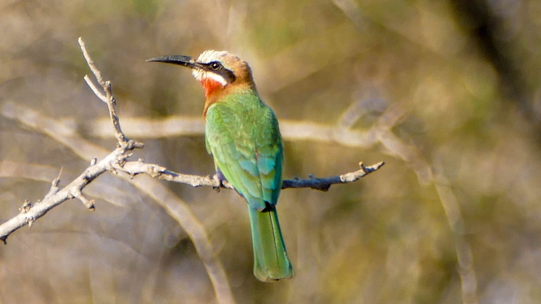 erfahrungsbericht-suedafrika-kundenfotos-rangerausbildung-vogel-natucate